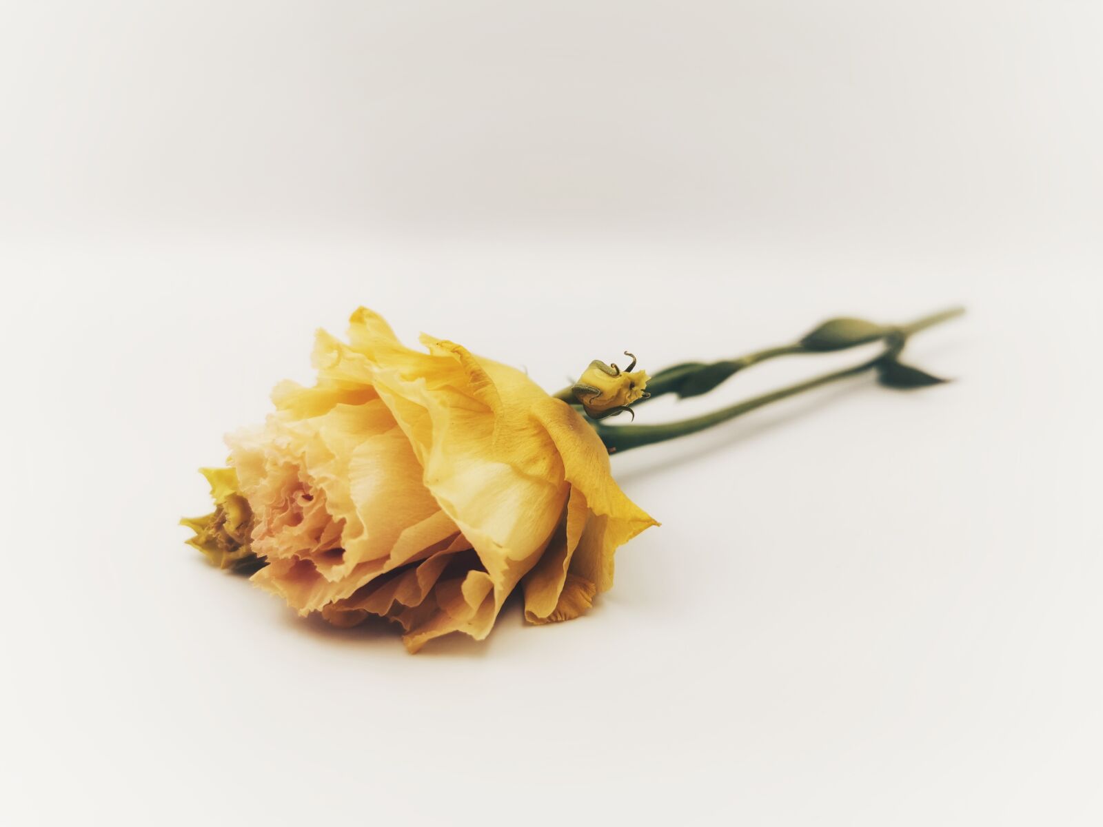 HUAWEI P30 Pro sample photo. Flower, rose, love photography