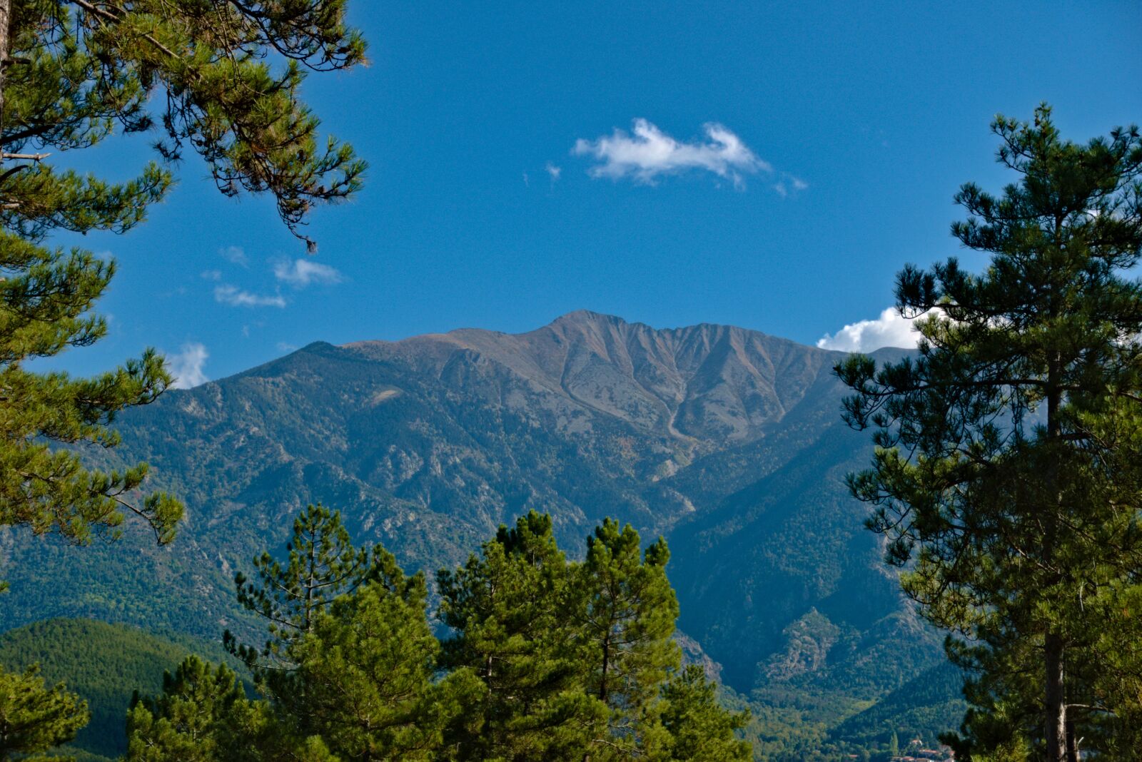 Sony DSC-RX100M5A sample photo. Mountain, pine, nature photography