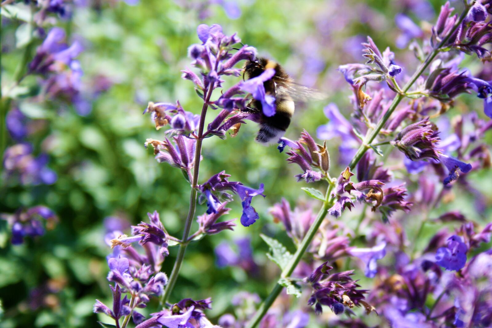 Canon EOS 1000D (EOS Digital Rebel XS / EOS Kiss F) sample photo. Flowers, abeja, flor photography