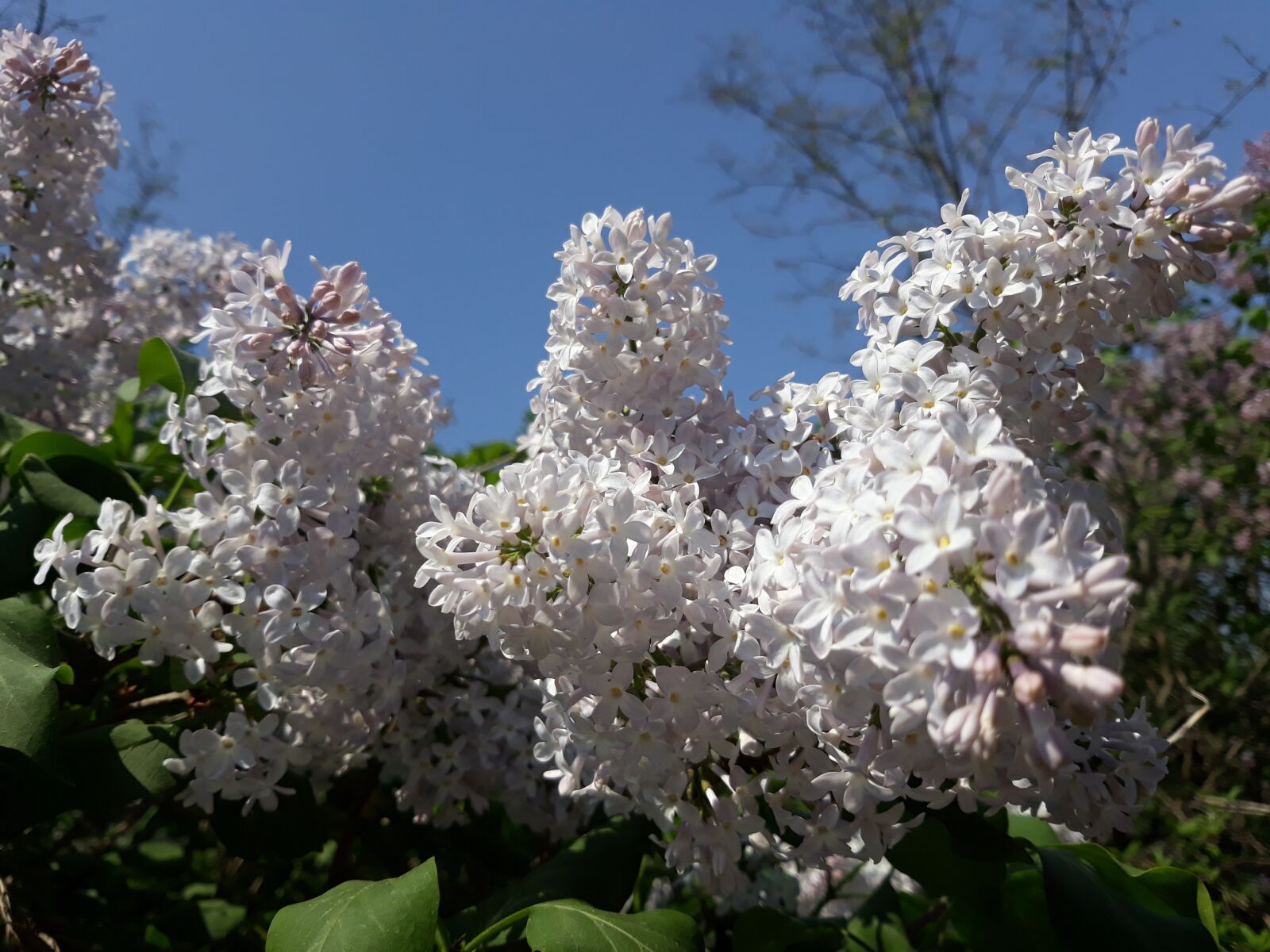 Samsung Galaxy J5 sample photo. Lilac, flower, tree photography