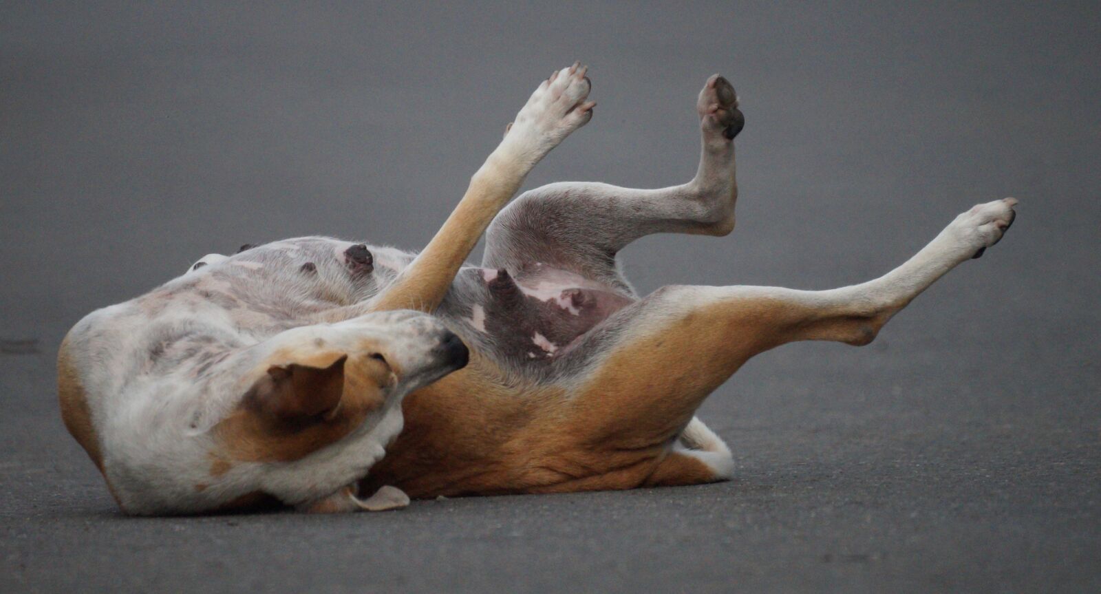 Sony 500mm F8 Reflex sample photo. Dog, canine, domestic photography