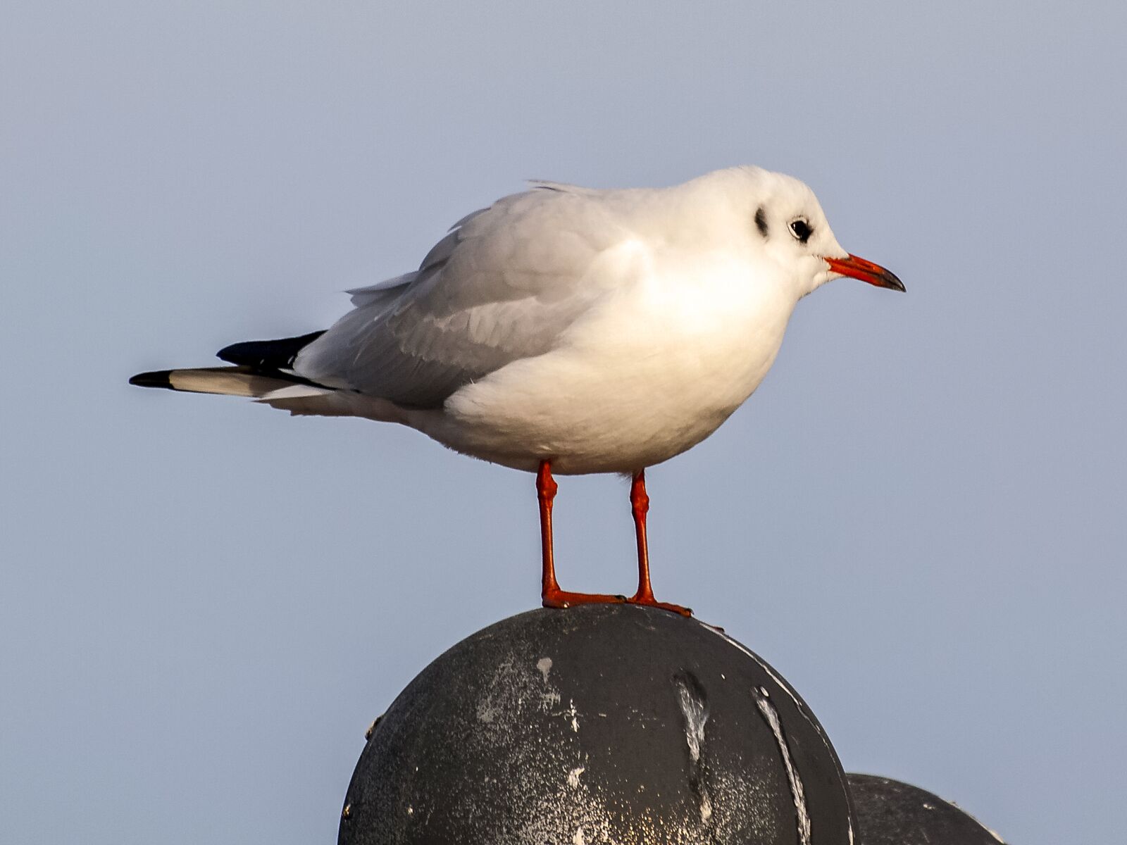 Olympus E-3 sample photo. Black headed gull, seagull photography