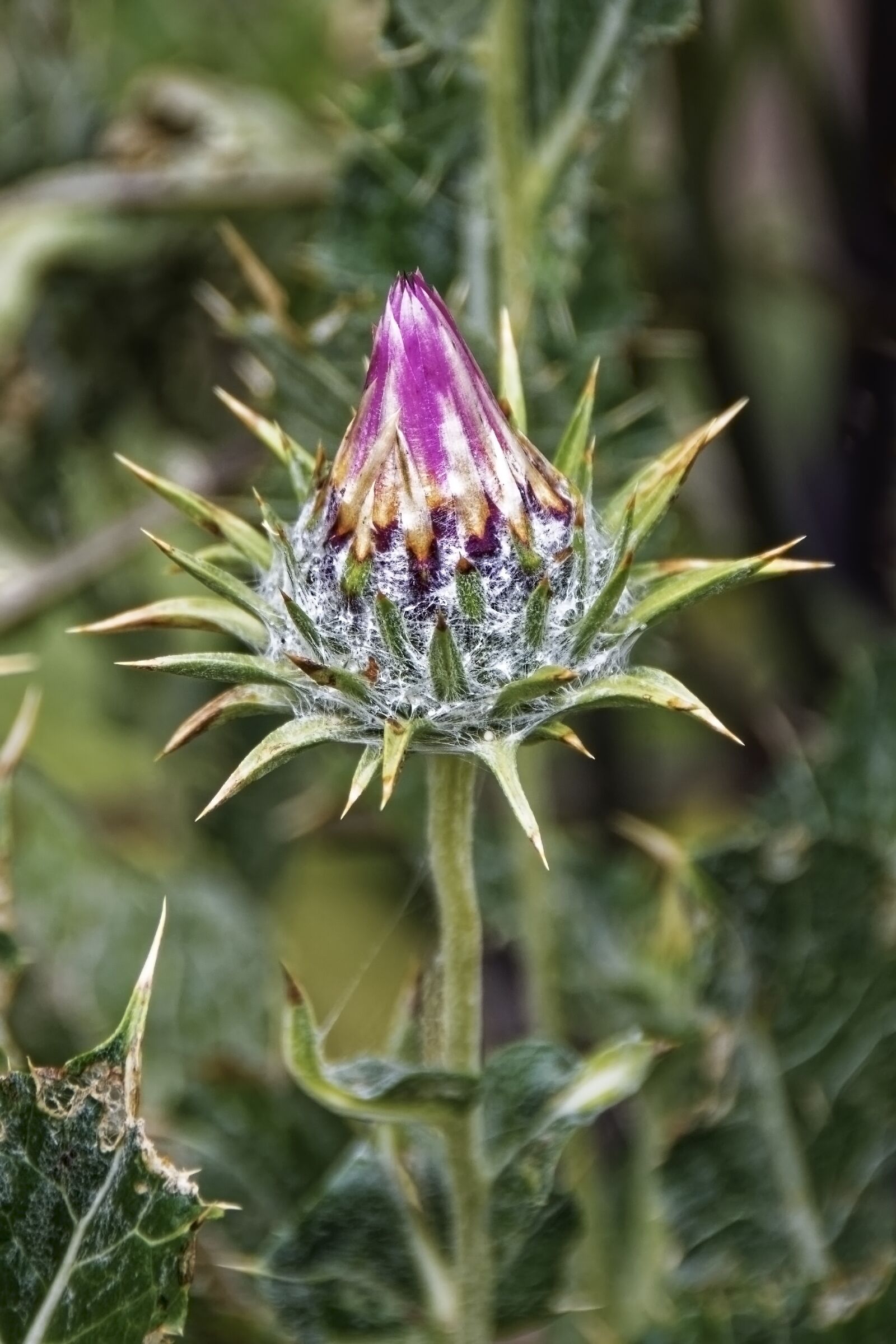 Nikon D500 sample photo. Flower, blossom, bloom photography