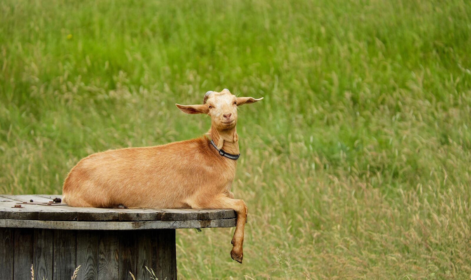 Fujifilm X-T10 + Fujifilm XC 50-230mm F4.5-6.7 OIS sample photo. Goat, animal, mammals photography