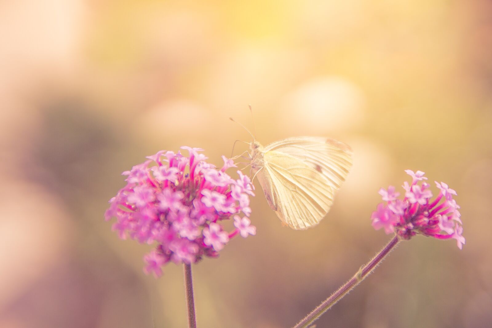 Sony SLT-A77 sample photo. Flower, yellow, butterfly photography