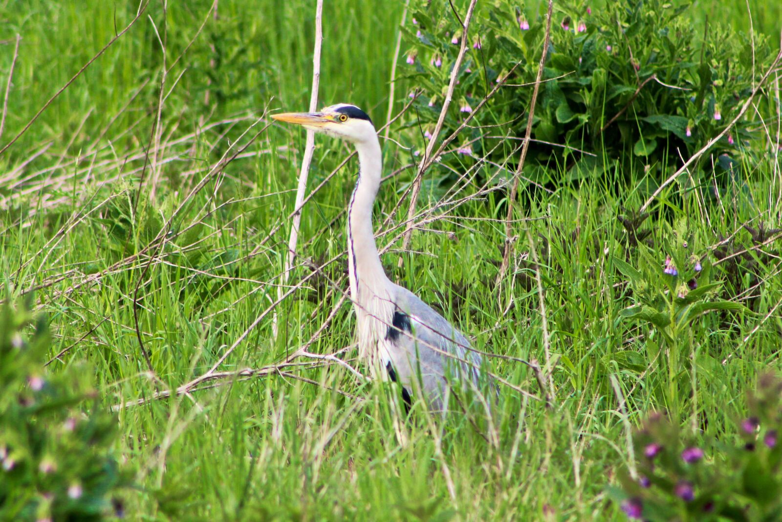 Canon EOS 2000D (EOS Rebel T7 / EOS Kiss X90 / EOS 1500D) sample photo. Heron, bird, nature photography