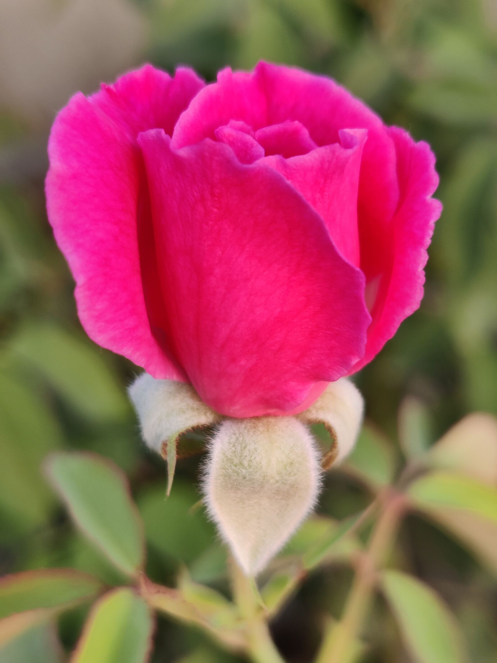 OnePlus AC2001 sample photo. Rose, pink rose, bud photography