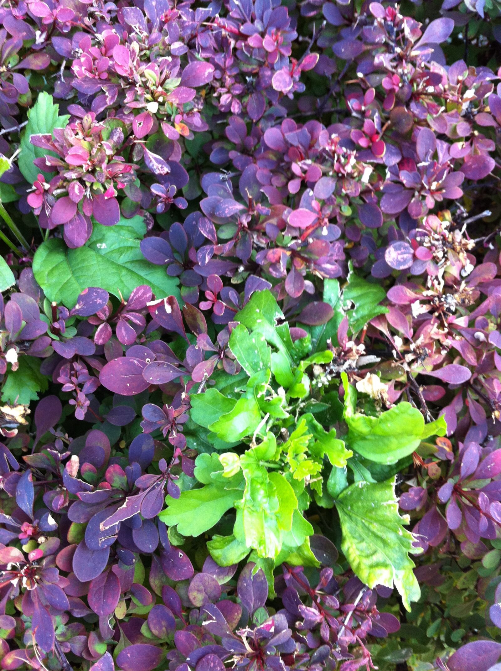 Apple iPhone 4 sample photo