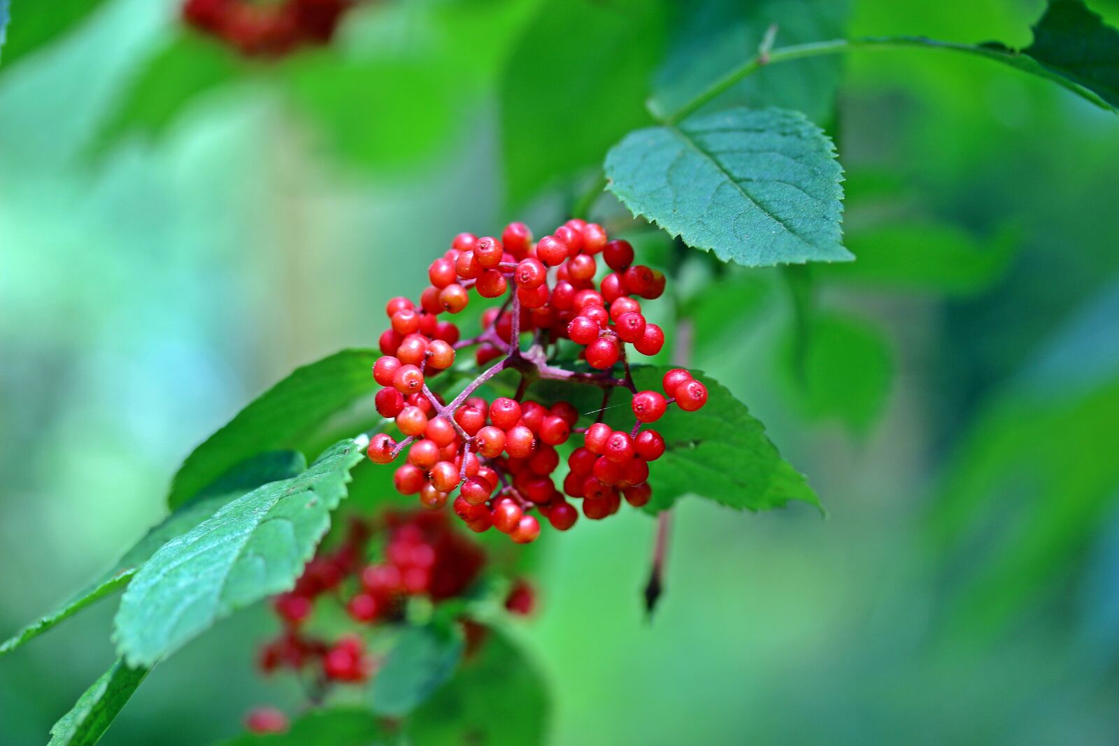 Canon EOS 650D (EOS Rebel T4i / EOS Kiss X6i) sample photo. Grape-elder, hart-elder, red elderberry photography