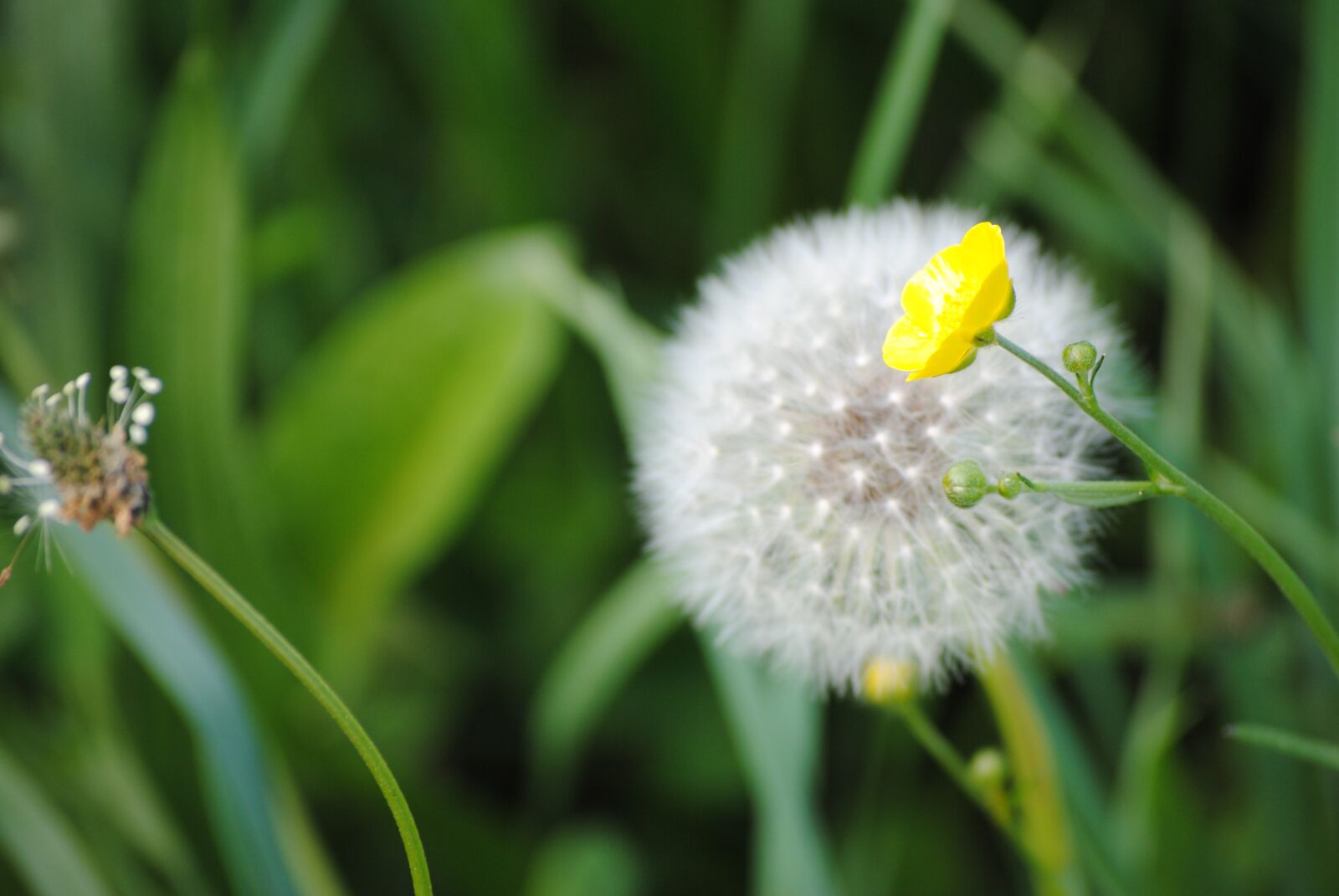 Nikon D3000 sample photo. Dandelion puff, transformation, seeds photography