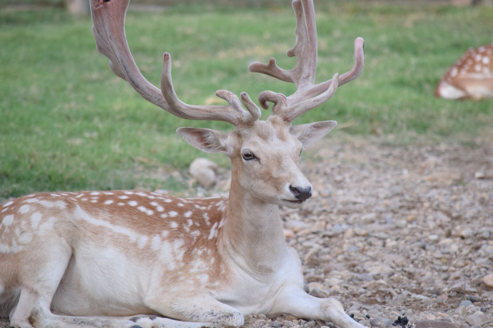 Nikon D3300 sample photo. Hirsch, antler, antler carrier photography