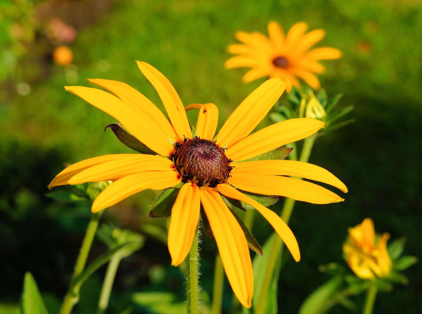 Sony SLT-A58 + Sony DT 30mm F2.8 Macro SAM sample photo. Coneflower, flower, yellow photography