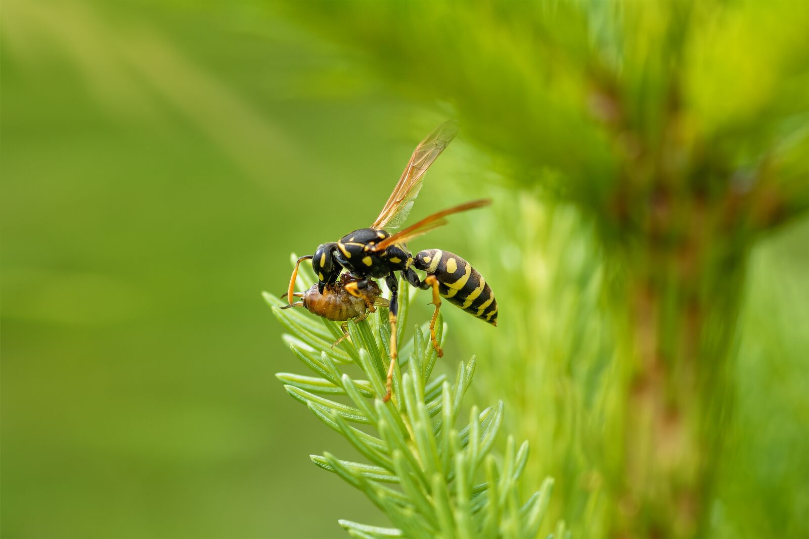 Nikon D7200 sample photo. Wasp, hornet, eat photography