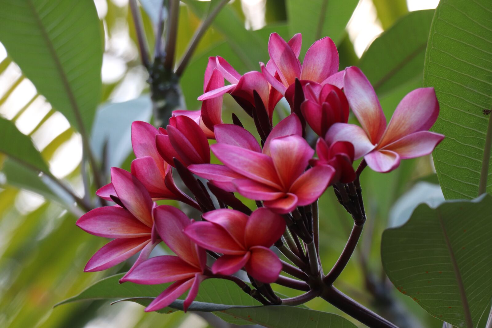 Canon EOS 77D (EOS 9000D / EOS 770D) sample photo. Flowers, purple, flower photography