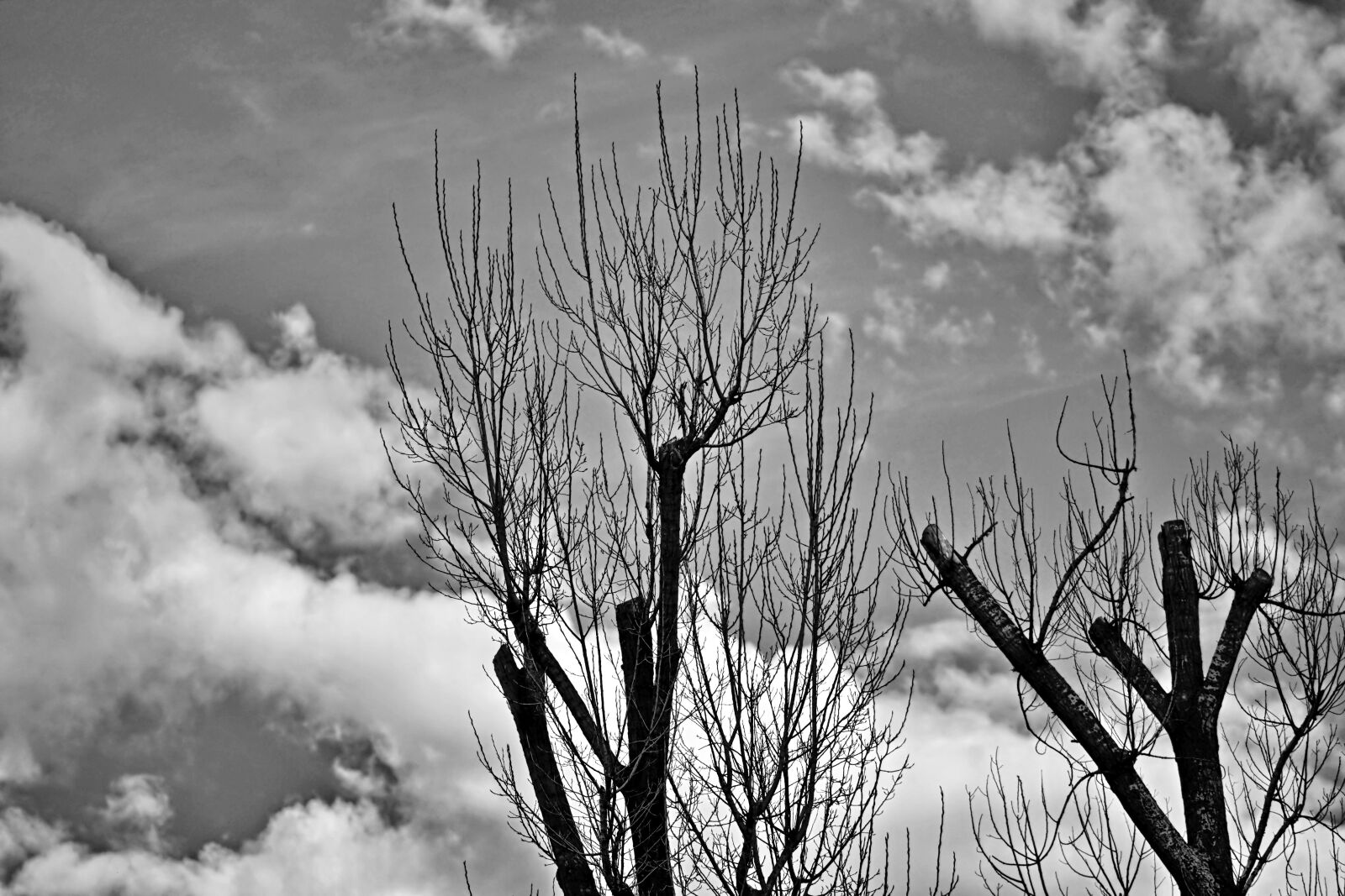 Nikon D5300 sample photo. Landscape, winter, trees photography