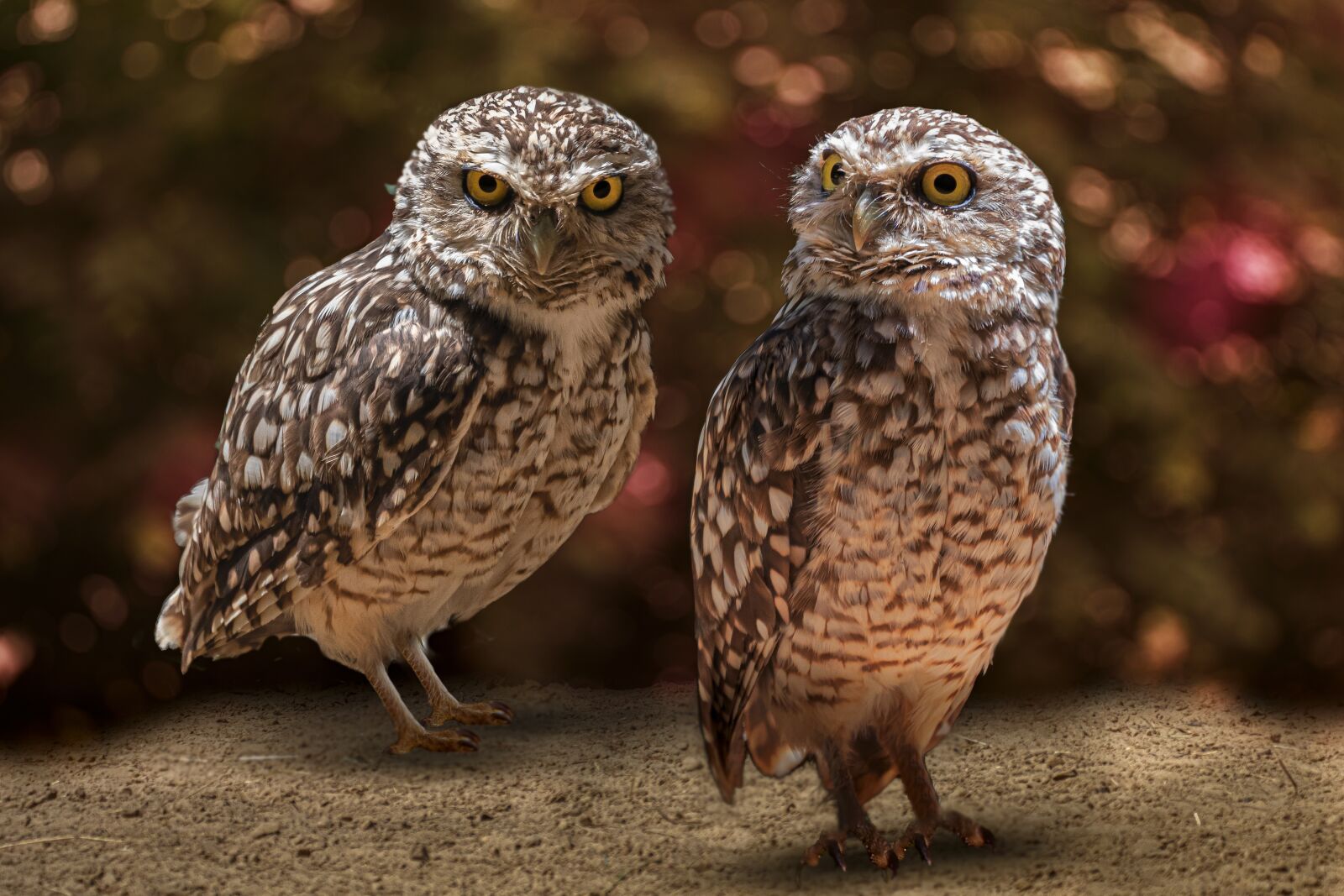 Canon EF 100mm F2.8L Macro IS USM sample photo. Zoo, nature, bird photography