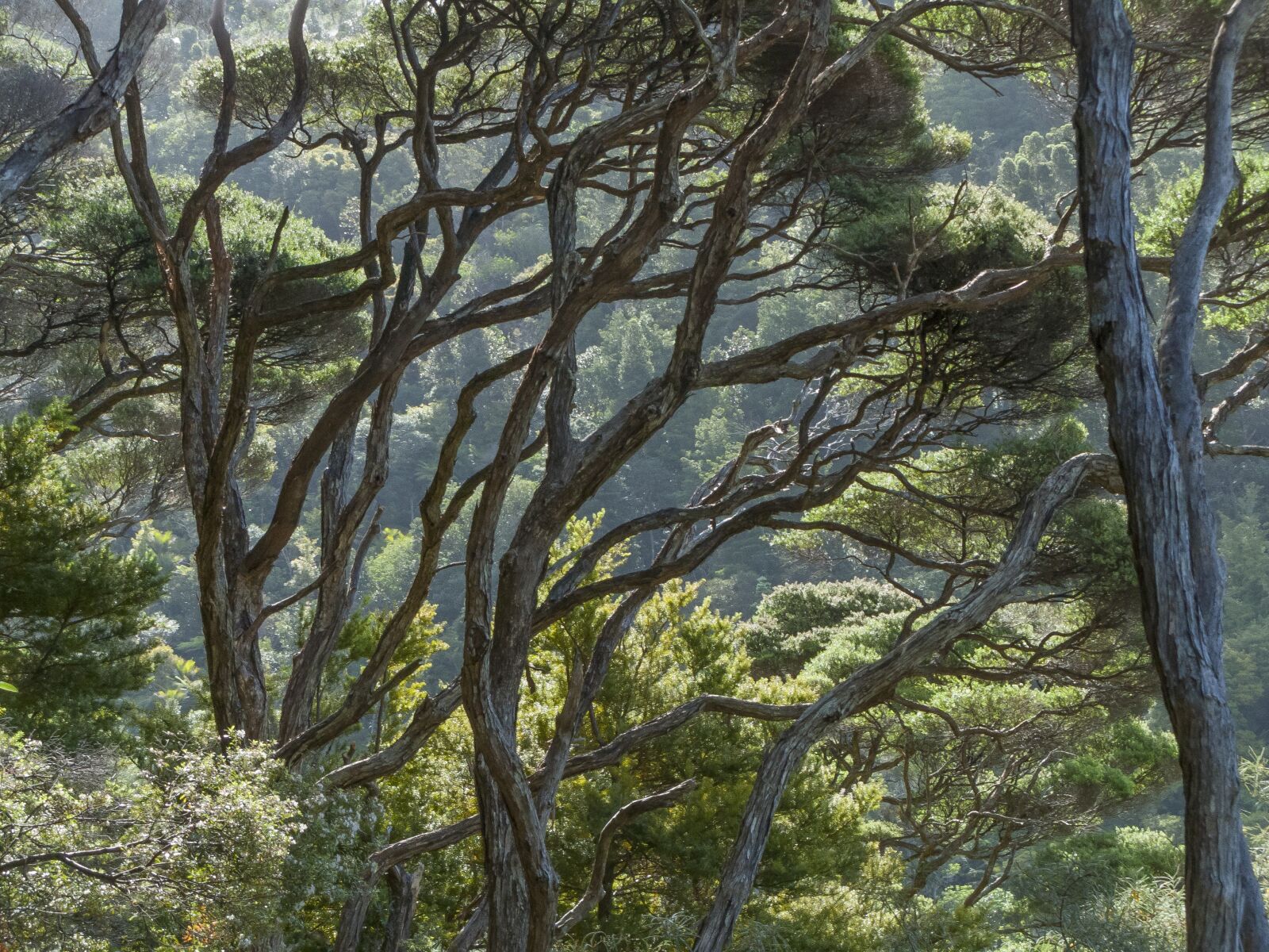 Canon PowerShot SX1 IS sample photo. Forest, new zealand, bush photography