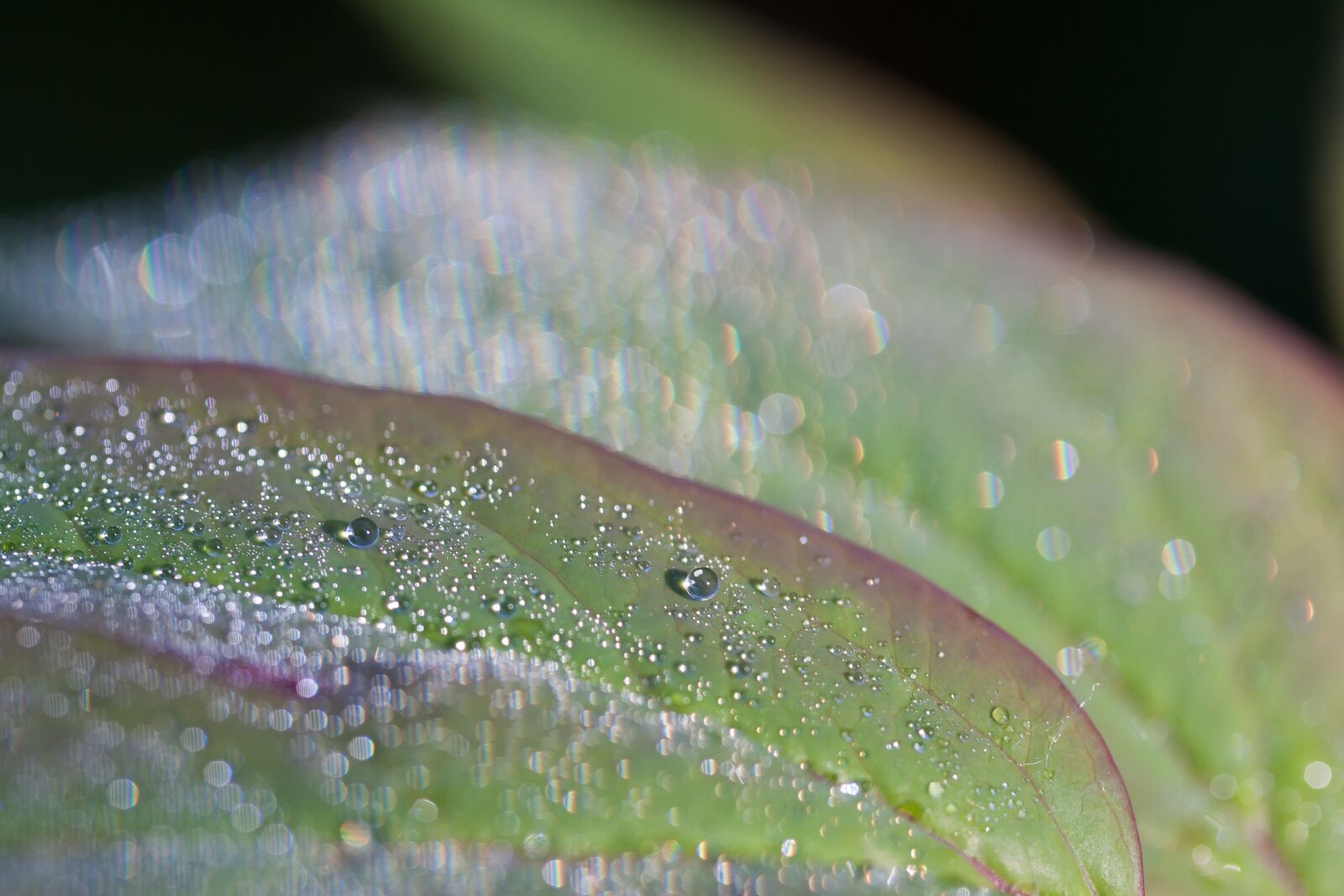 Canon EOS 50D sample photo. Dew, dewdrop, morgentau photography