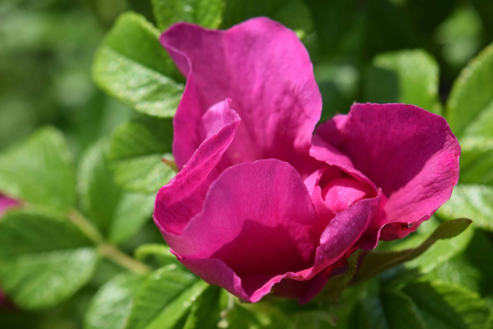 Nikon D3300 sample photo. Nature, flower, garden, summer photography