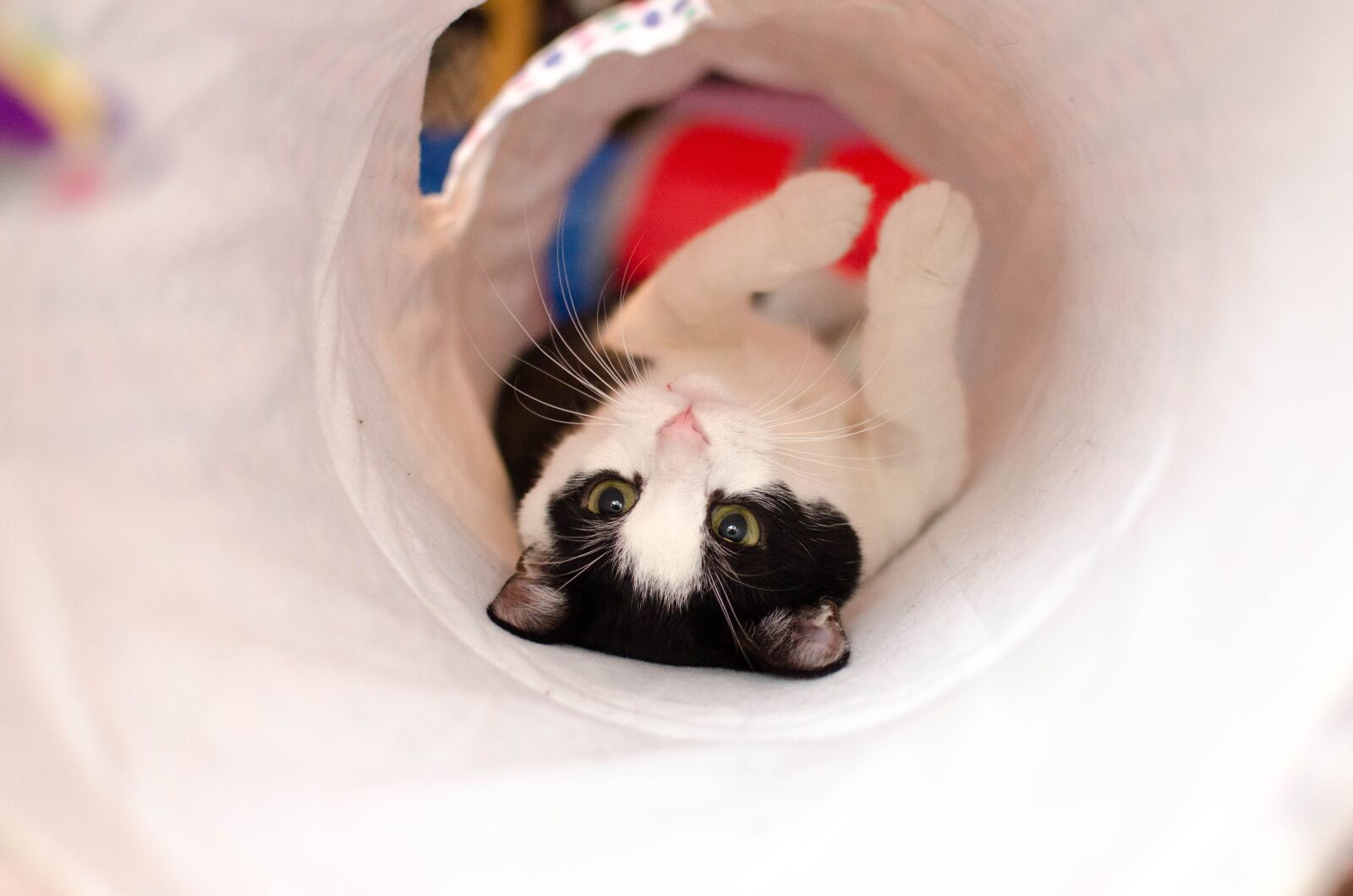 Nikon D7000 sample photo. Cat, home, tunnel photography