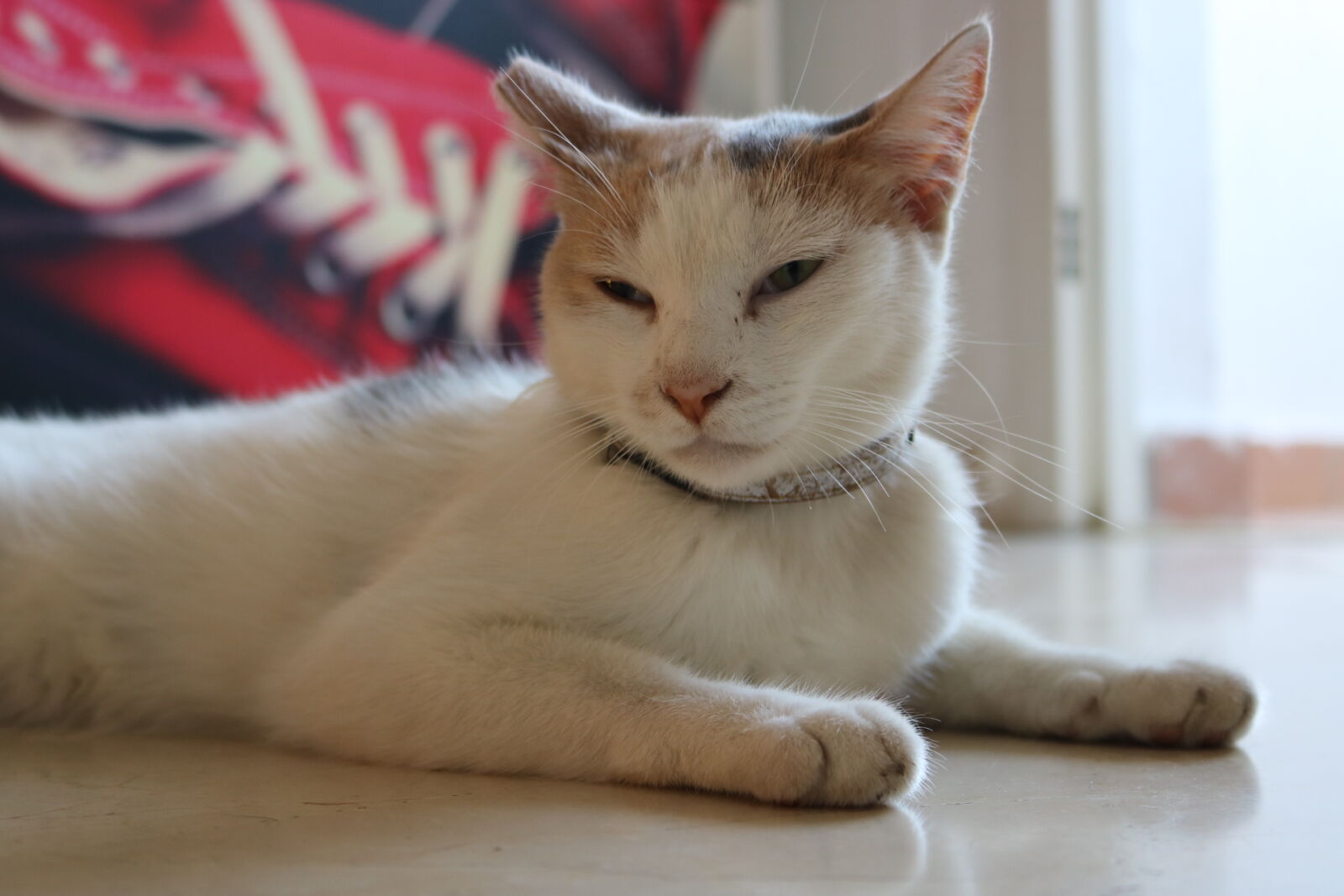 Canon EOS 750D (EOS Rebel T6i / EOS Kiss X8i) sample photo. Animal, animal, photography, cat photography