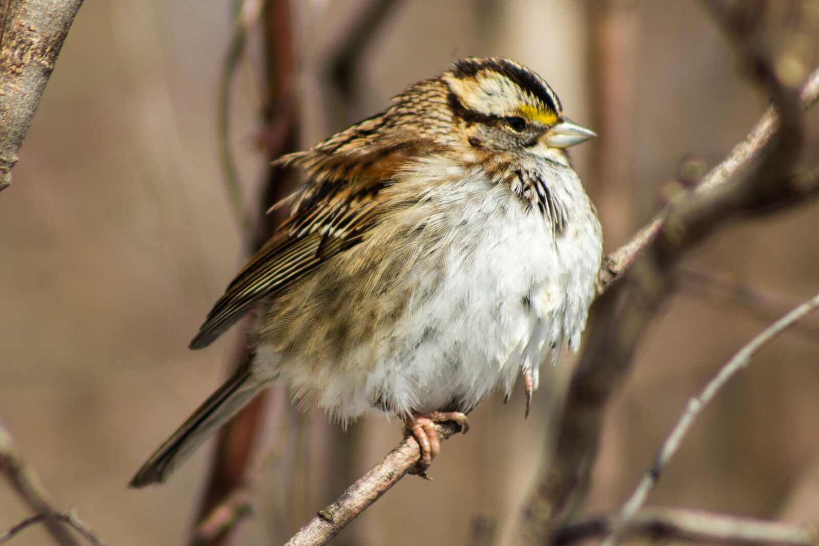 Canon EF 75-300mm f/4-5.6 sample photo. Bird, canon, nature, outside photography