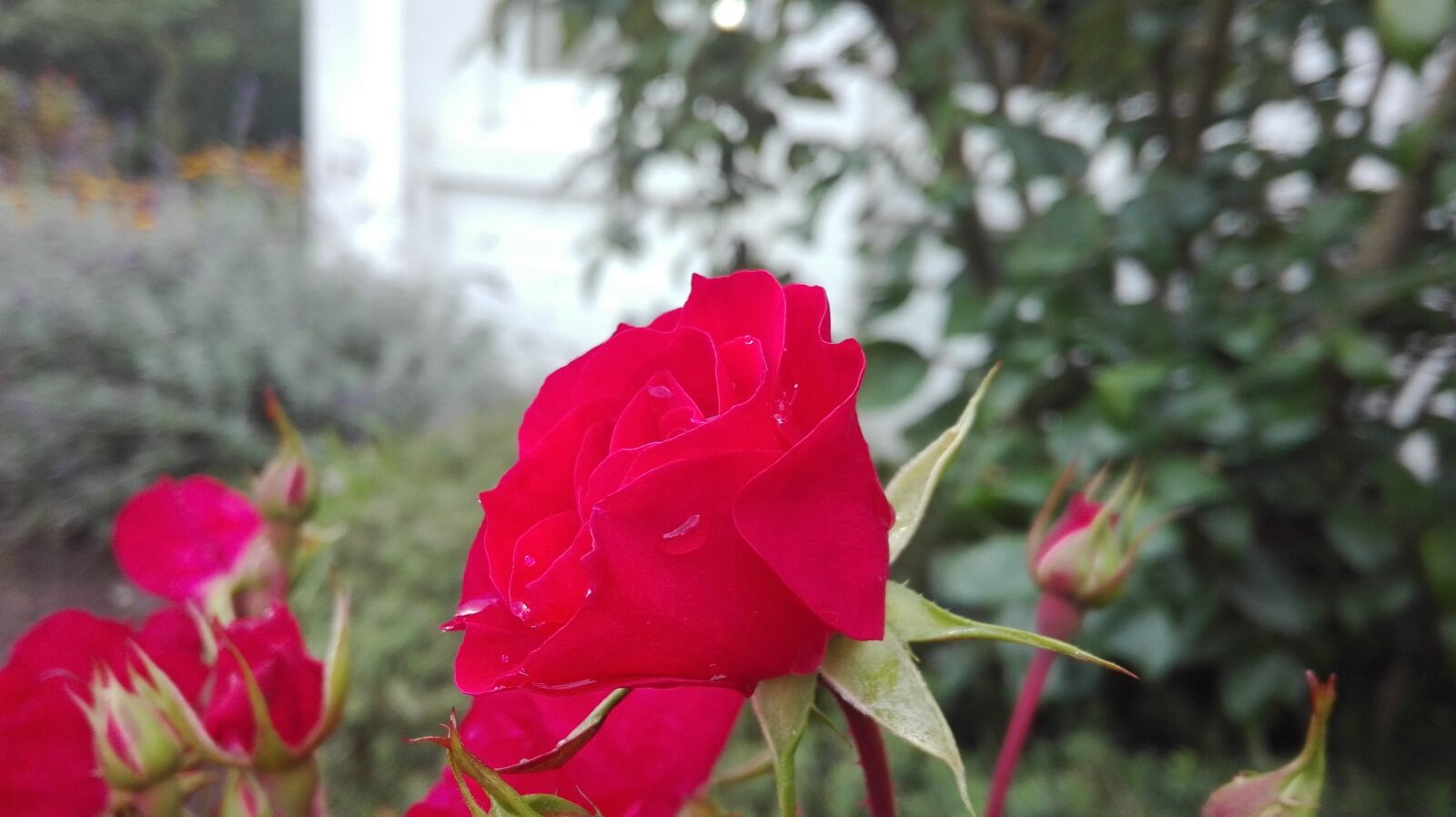 HUAWEI P8 Lite sample photo. Rose, red, colour photography