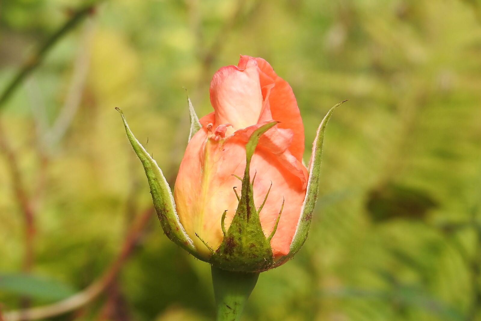 Nikon Coolpix P900 sample photo. Rose, rose bloom, pink photography