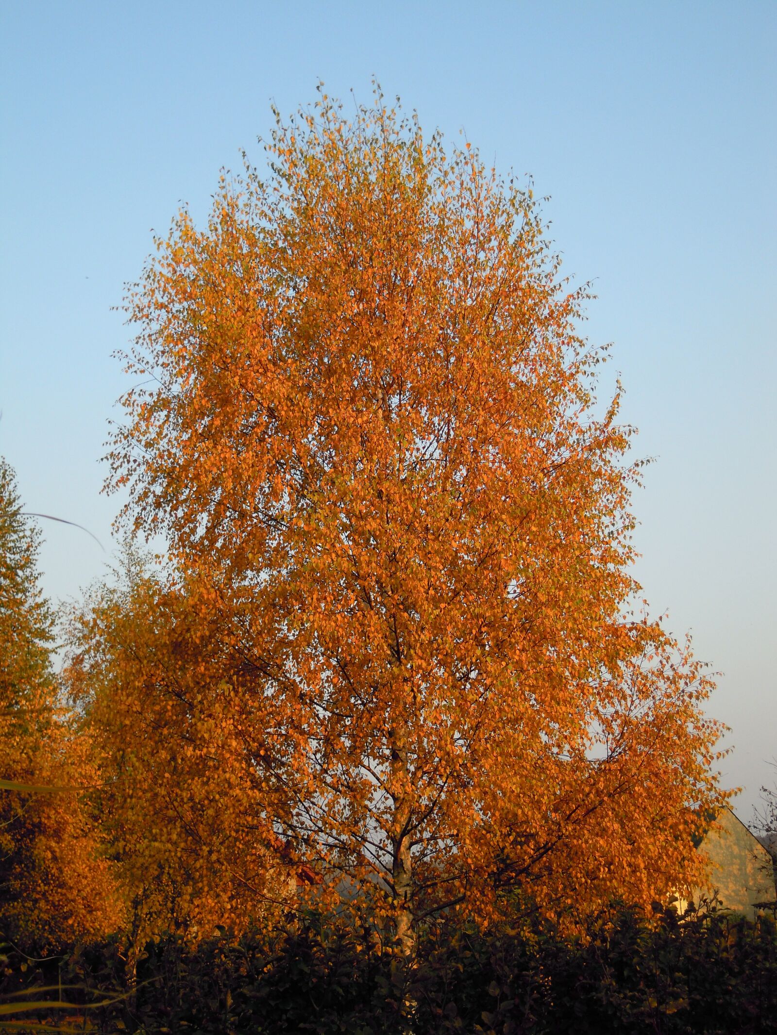 Nikon Coolpix S640 sample photo. Autumn, tree, yellow leaves photography
