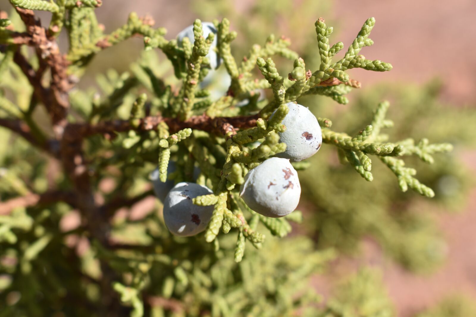 Nikon D5600 sample photo. Berry, green, branches photography