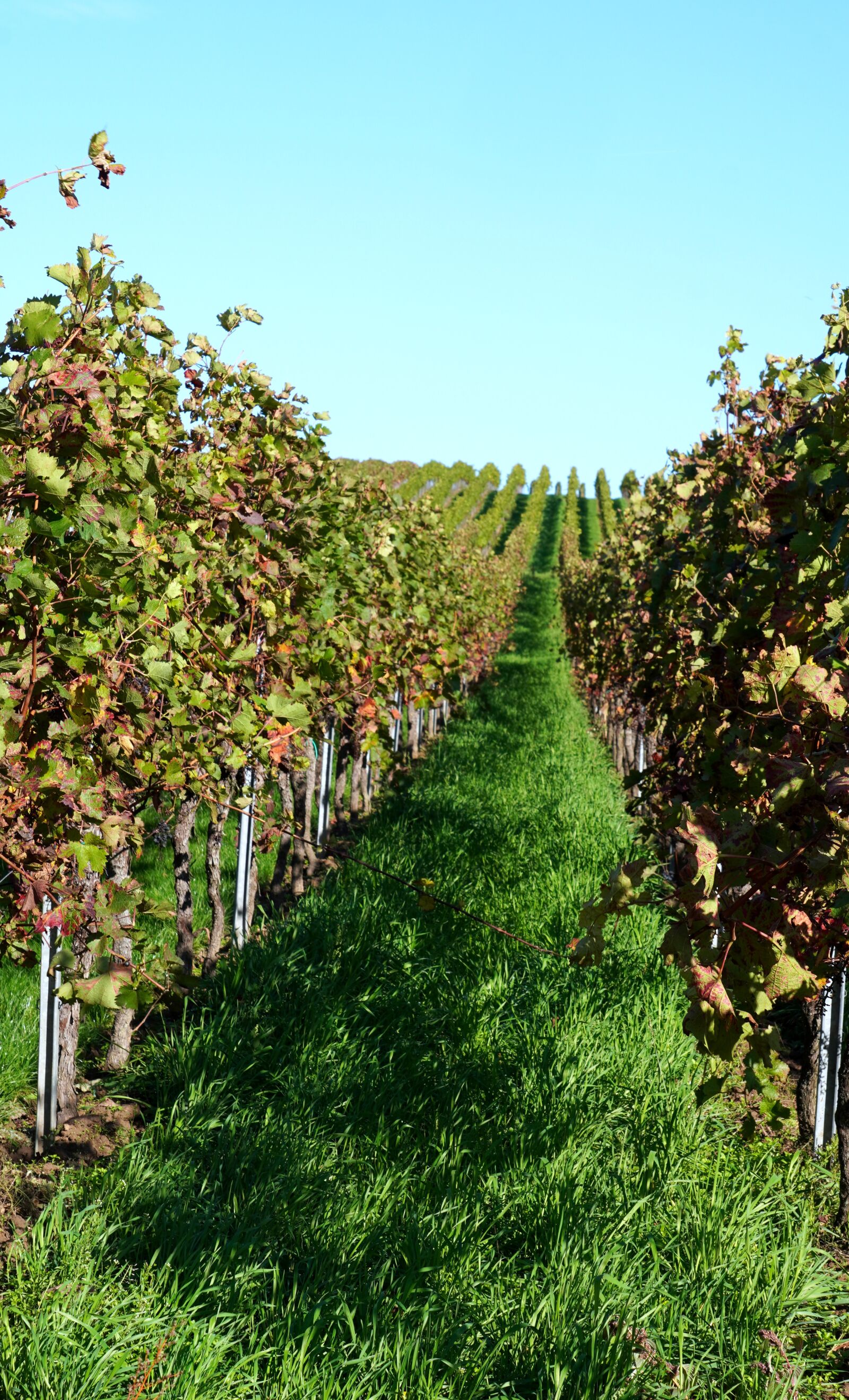 Sony E 55-210mm F4.5-6.3 OSS sample photo. Vineyard, wingert, winegrowing photography