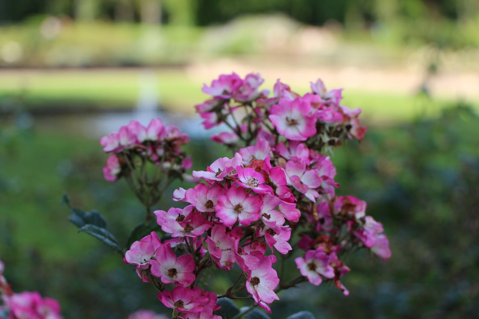 Canon EOS 650D (EOS Rebel T4i / EOS Kiss X6i) sample photo. Flower, park, spring photography