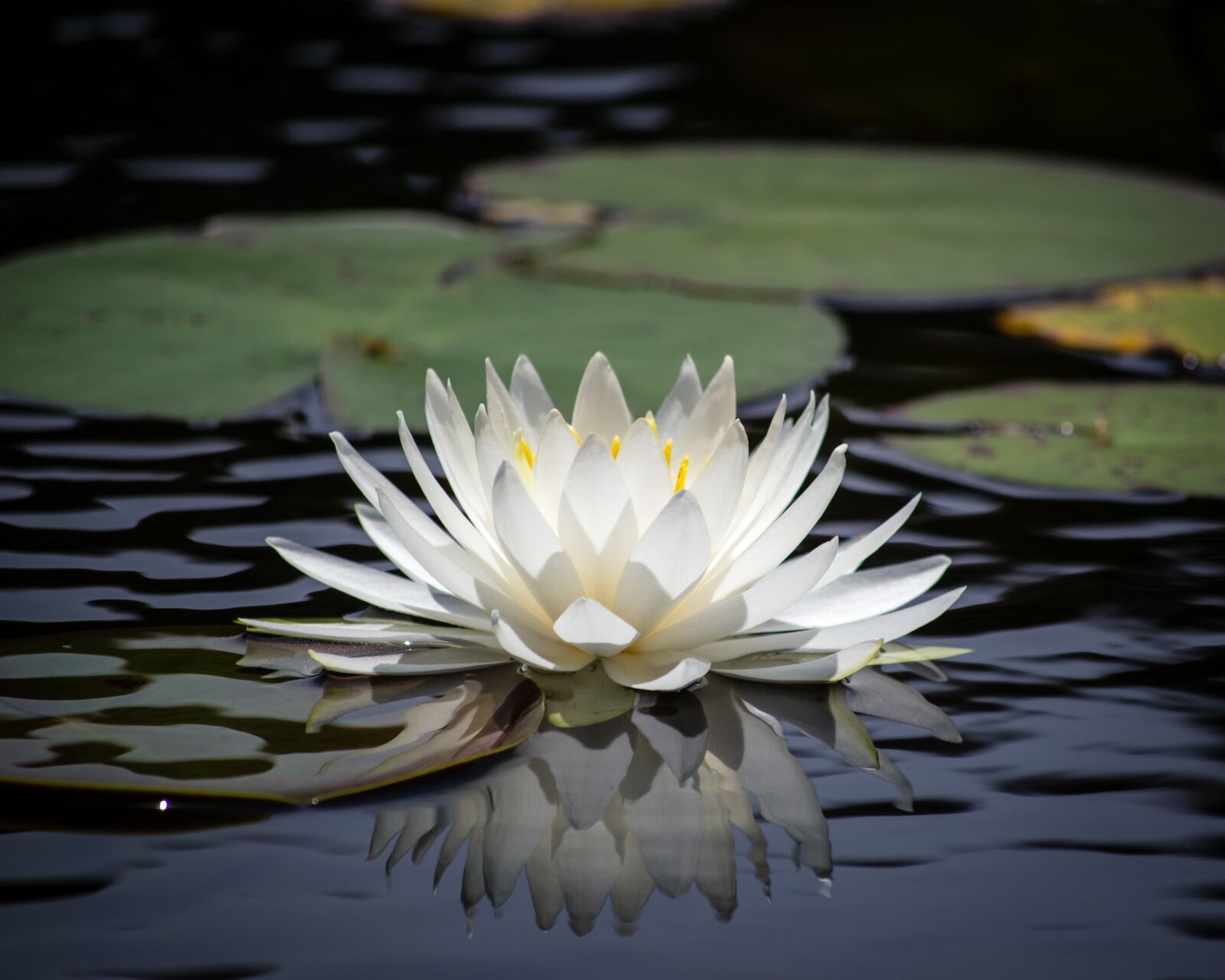 Nikon D3100 sample photo. Lily pad, white, flower photography