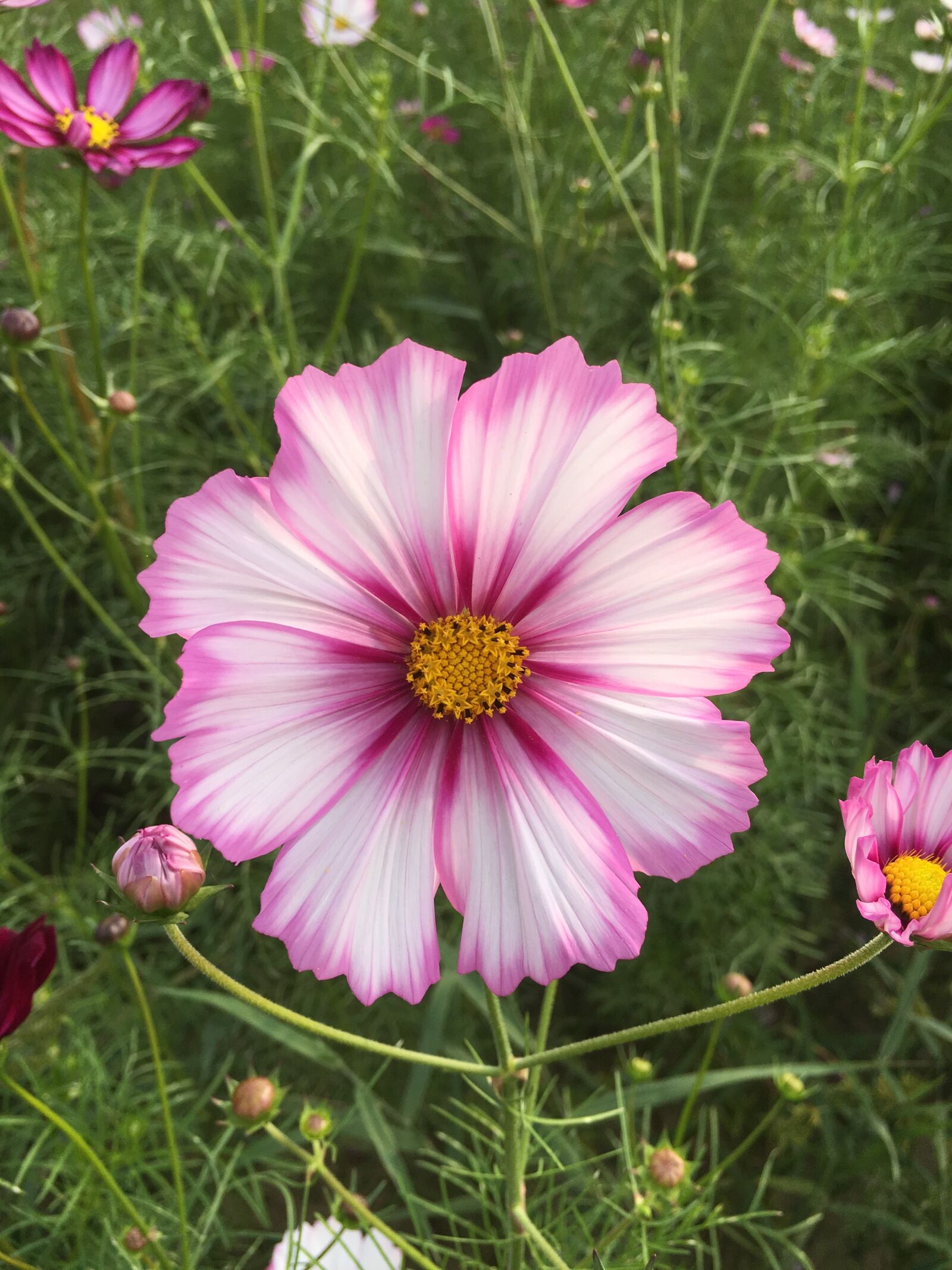 Apple iPhone 6s sample photo. Flowers, cosmos, nature photography
