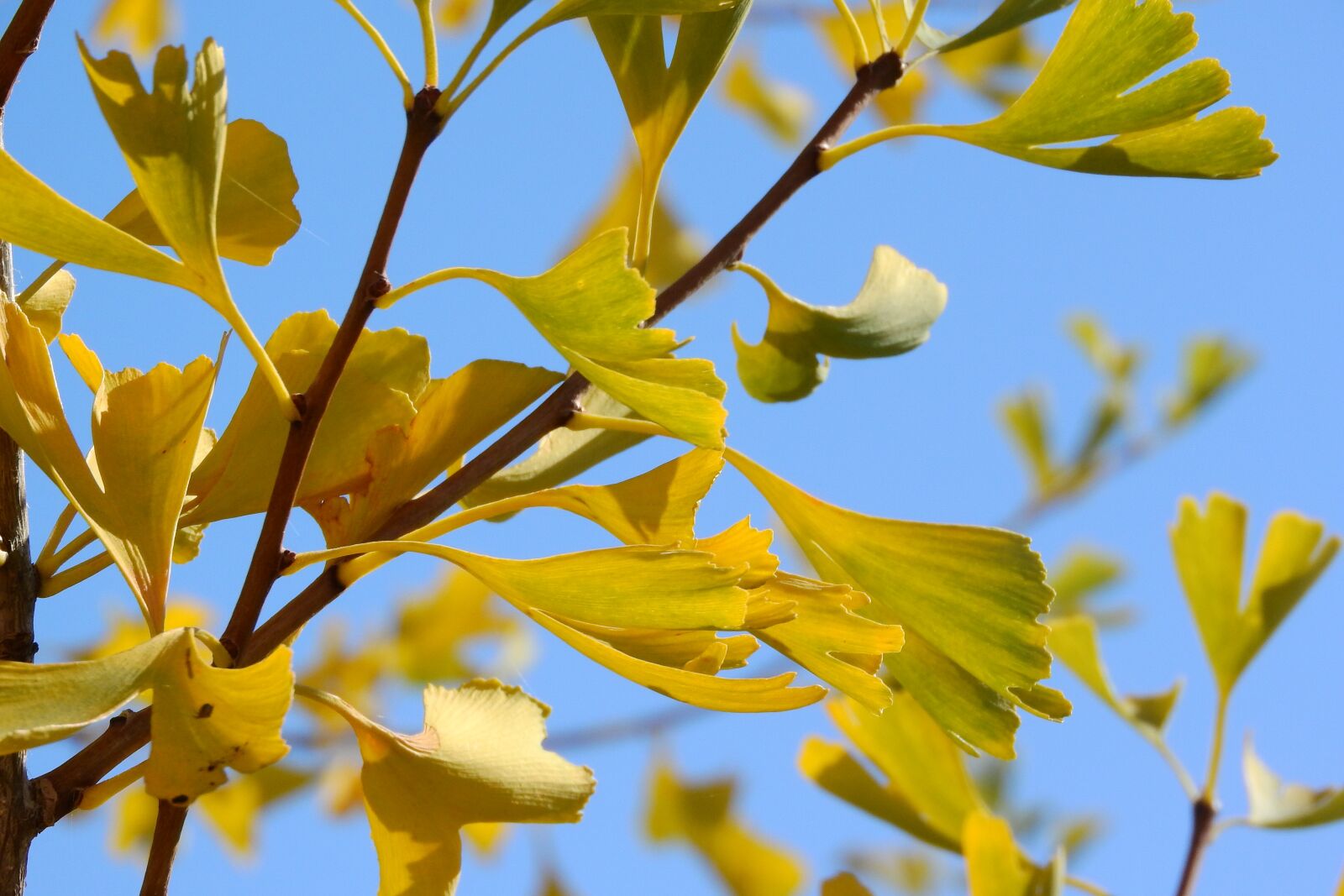 Nikon Coolpix P610 sample photo. Ginkgo biloba, ginkgo, yellow photography
