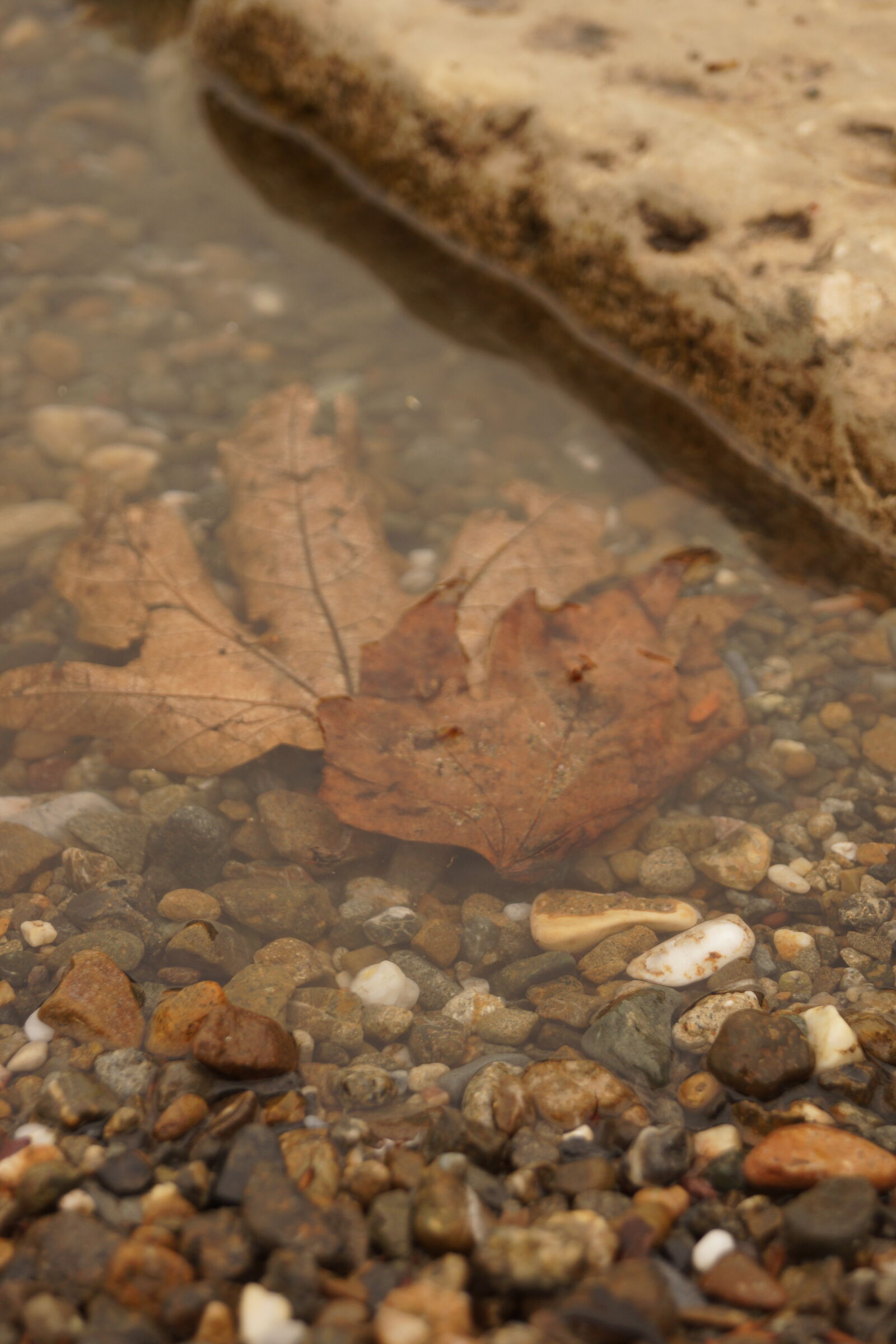 Sony SLT-A65 (SLT-A65V) sample photo. Autumn, leaf photography