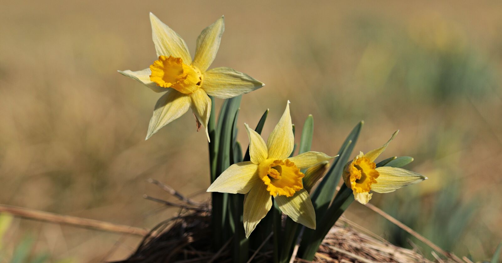 Canon EOS 80D sample photo. Daffodils, yellow, spring photography
