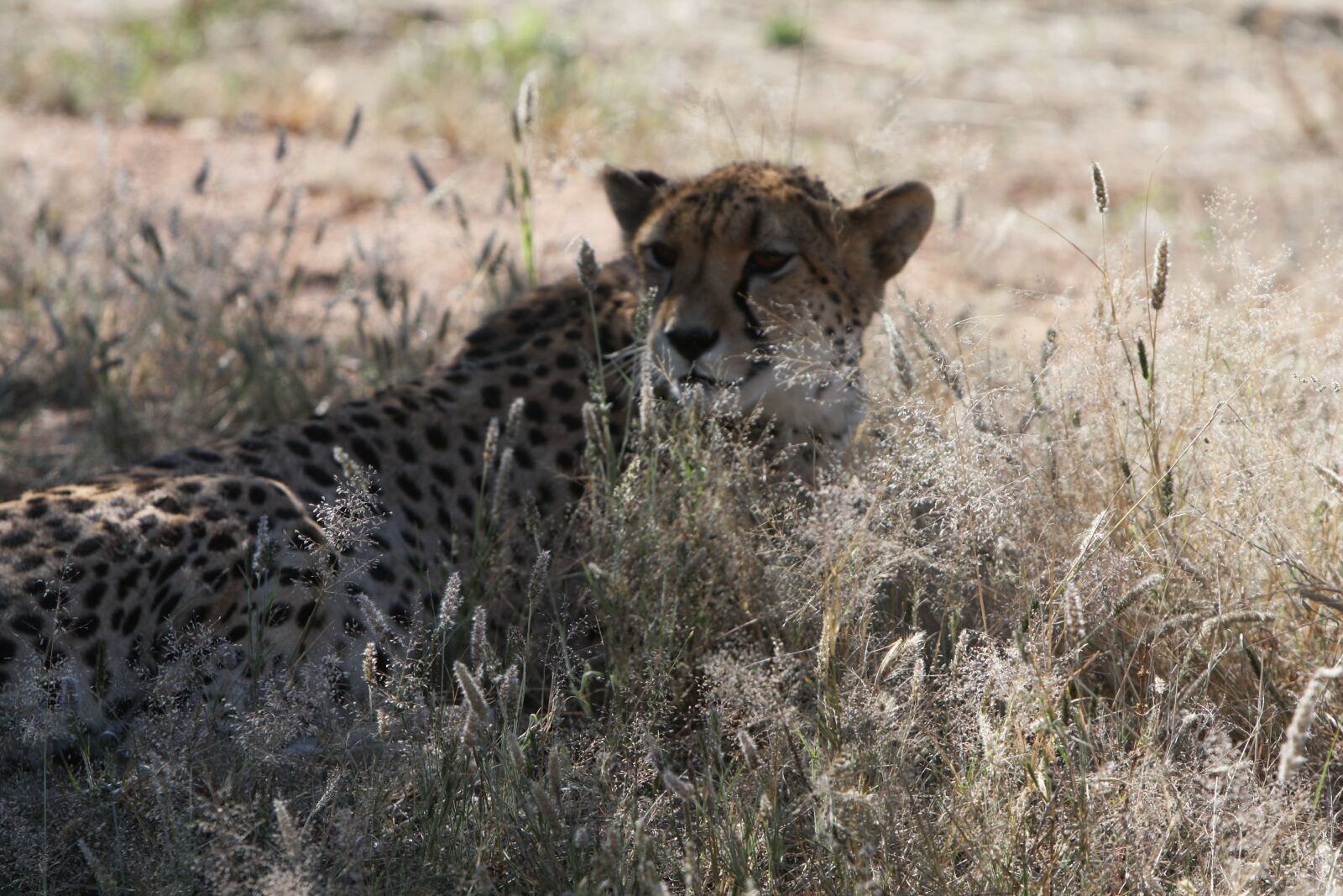 Canon EOS 40D sample photo. Cheetah, predator, namibia photography