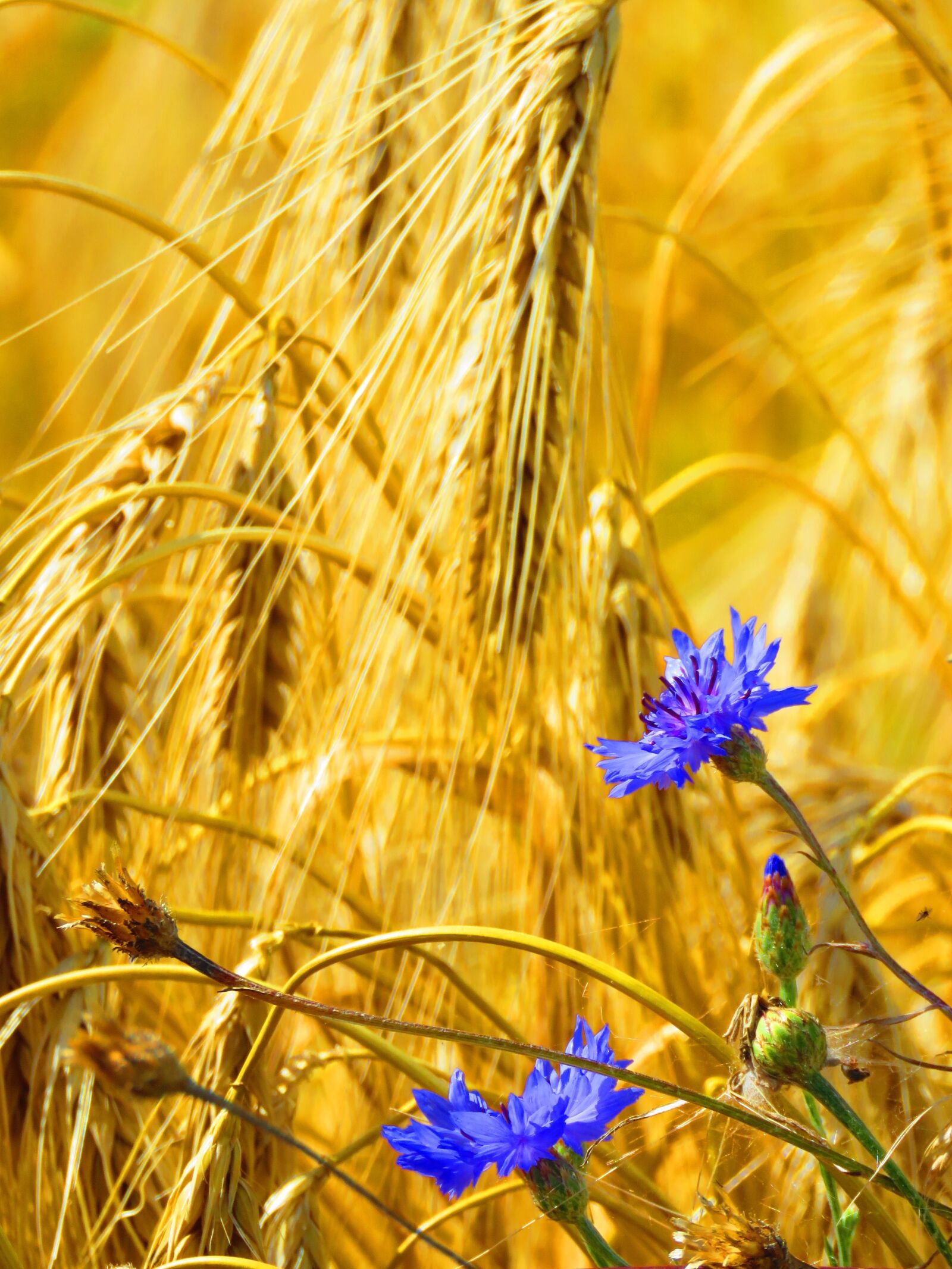 Canon PowerShot SX60 HS sample photo. Cornflowers, spike, field photography