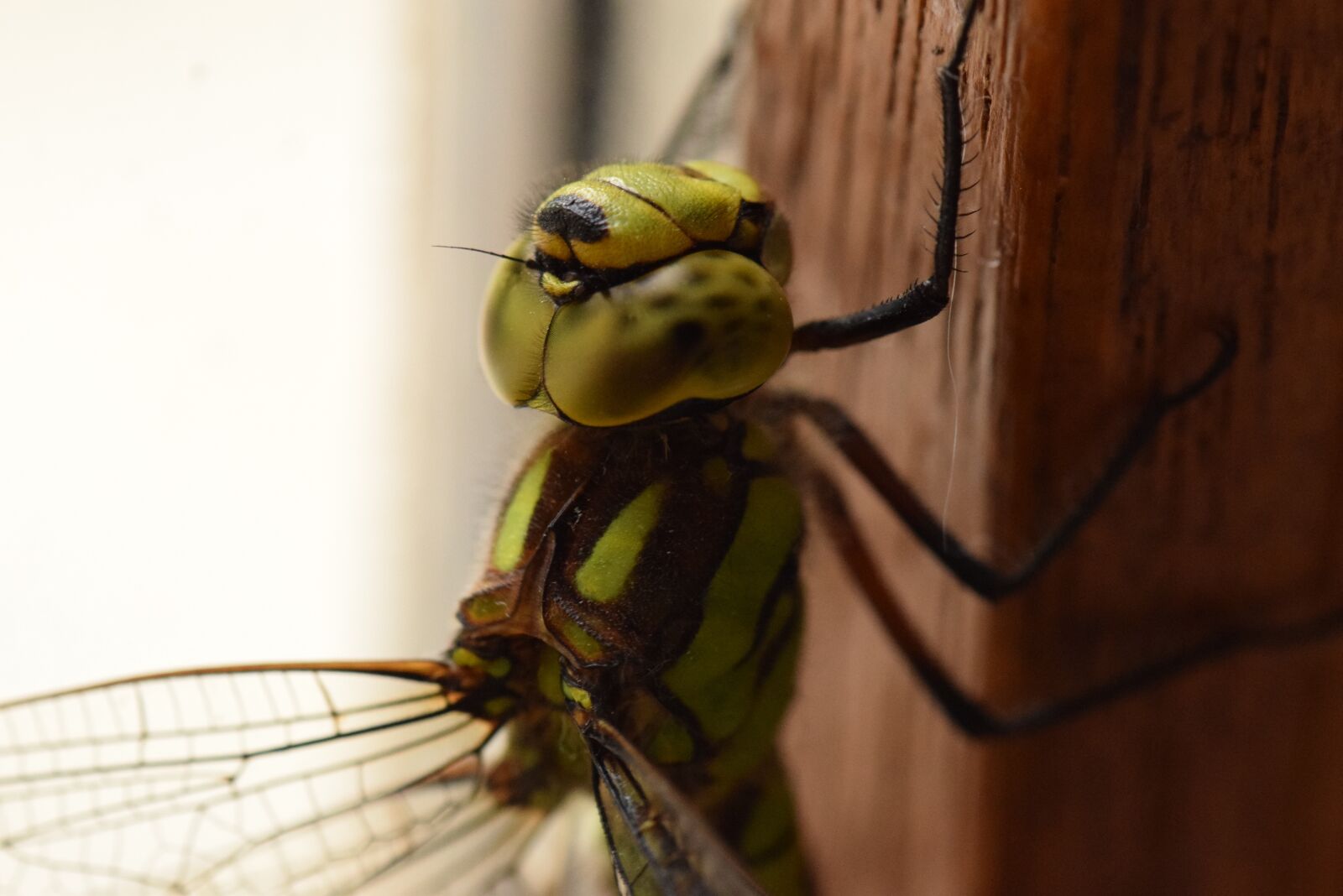 Nikon D5300 sample photo. Dragonfly, insect, macro photography