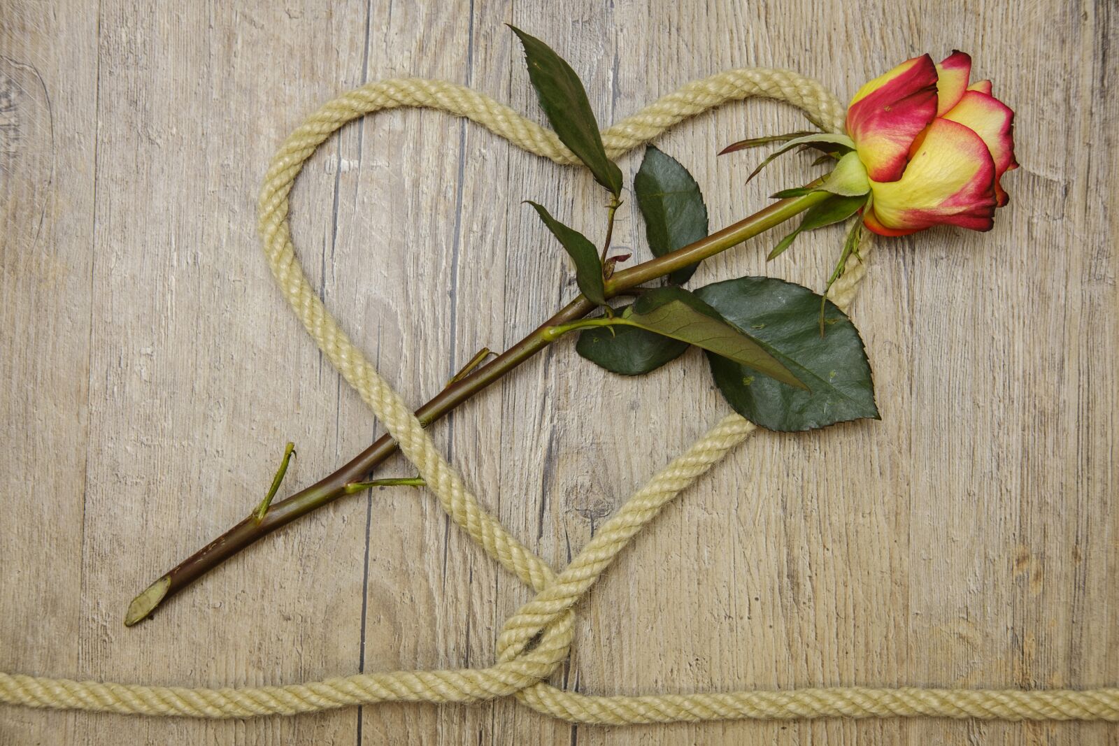 Fujifilm X-T2 + Fujifilm XF 35mm F2 R WR sample photo. Rose, heart, love photography