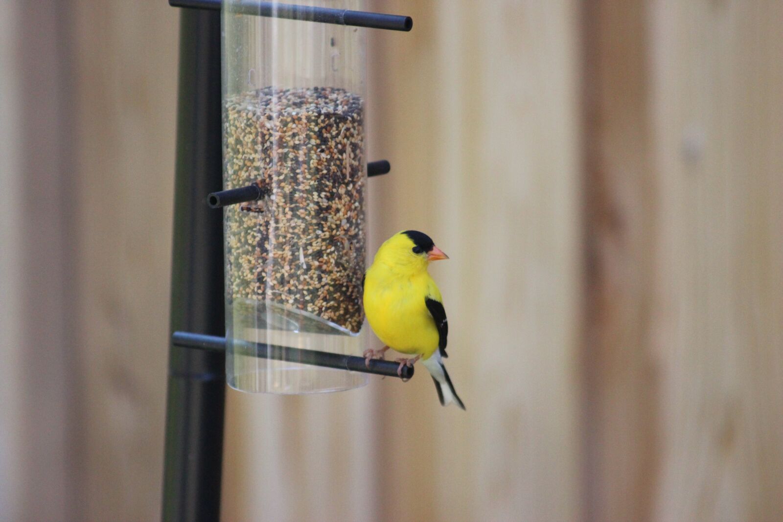 Canon EF 80-200mm F4.5-5.6 II sample photo. American goldfinch, spinus tristis photography