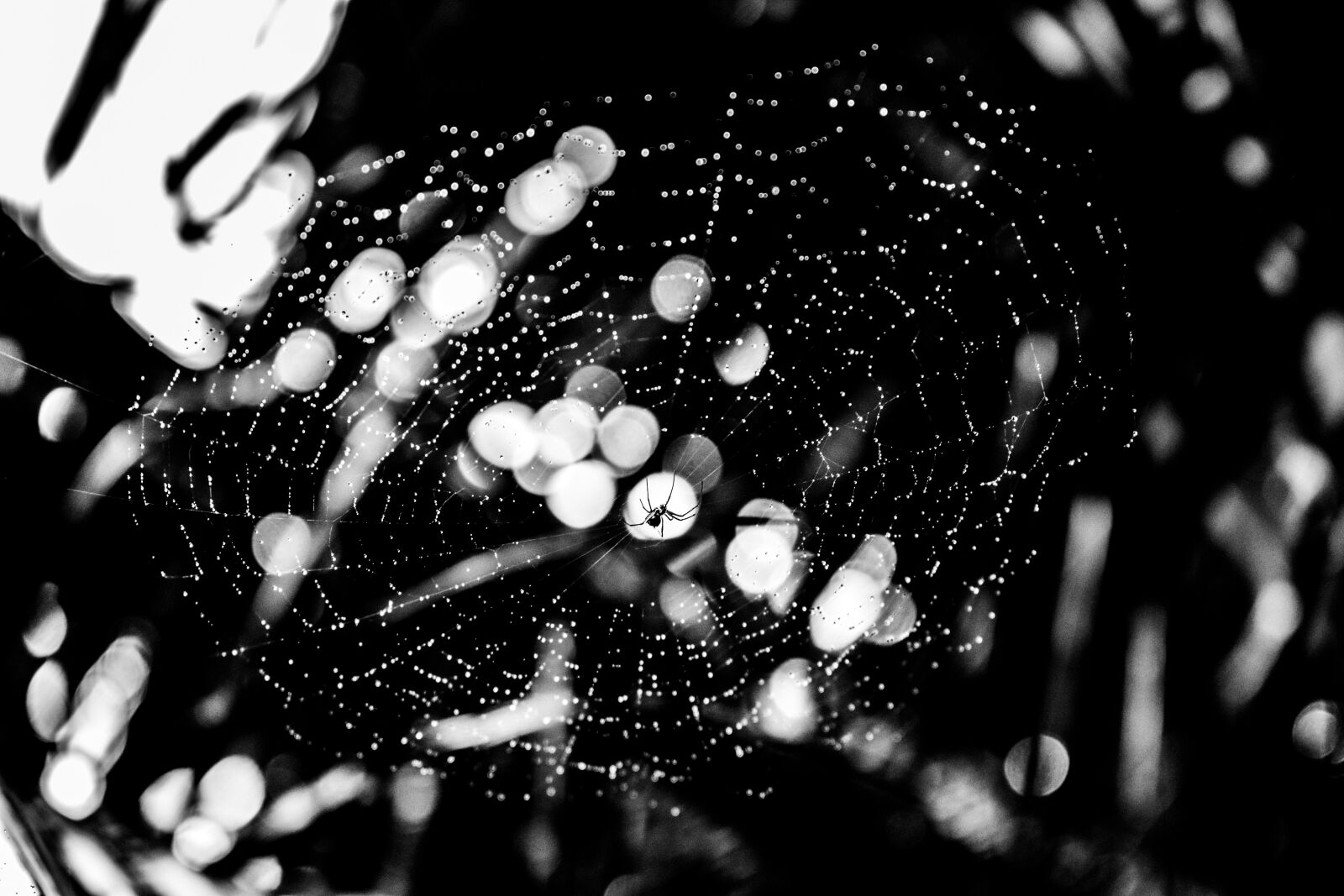 Nikon D3400 sample photo. Spider, rain, beautiful photography