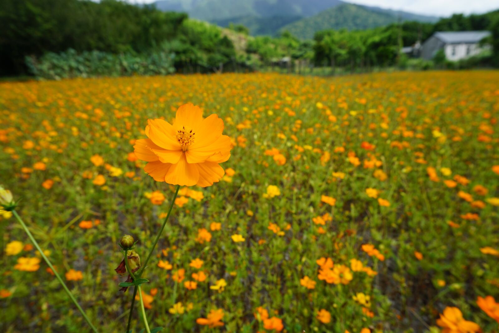 Sony E 16-50mm F3.5-5.6 PZ OSS sample photo. Flower, flowers, in full photography