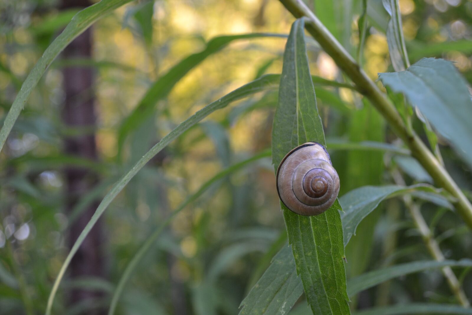 Nikon D3100 sample photo. Snail, nature, shell photography