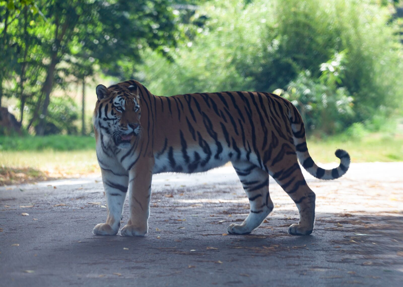 150-600mm F5-6.3 DG OS HSM | Contemporary 015 sample photo. Amur tiger, tiger, burning photography