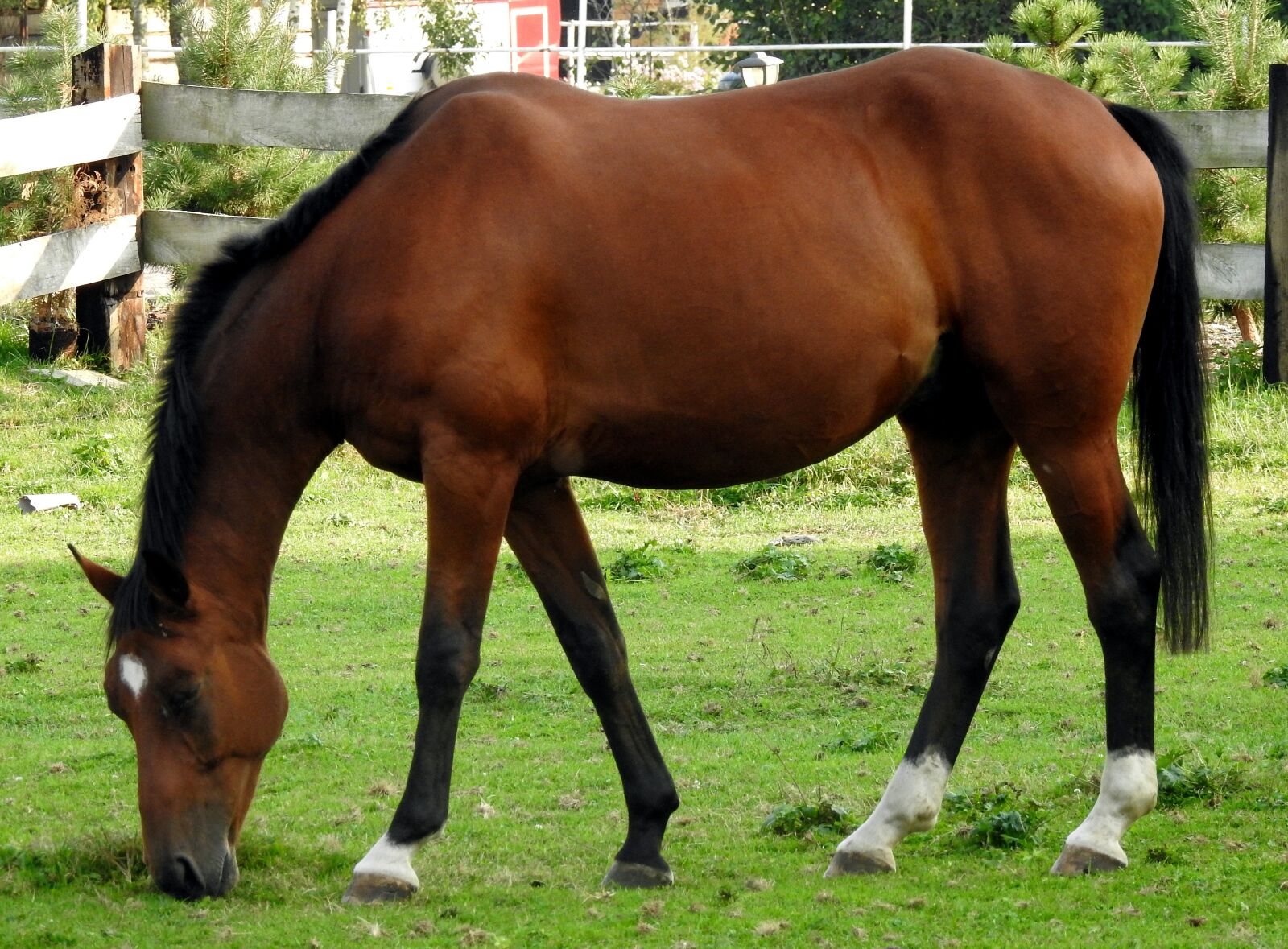 Nikon Coolpix P900 sample photo. The horse, pasture land photography