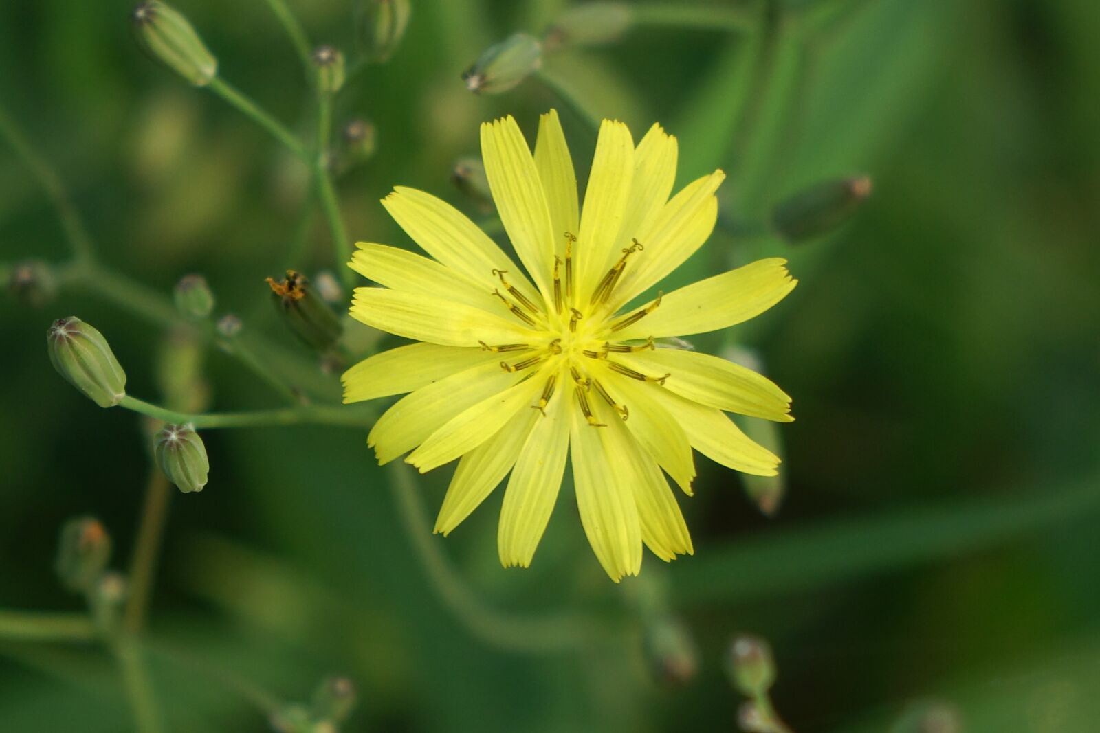 Sony Cyber-shot DSC-RX10 sample photo. Knife heel grass, flower photography