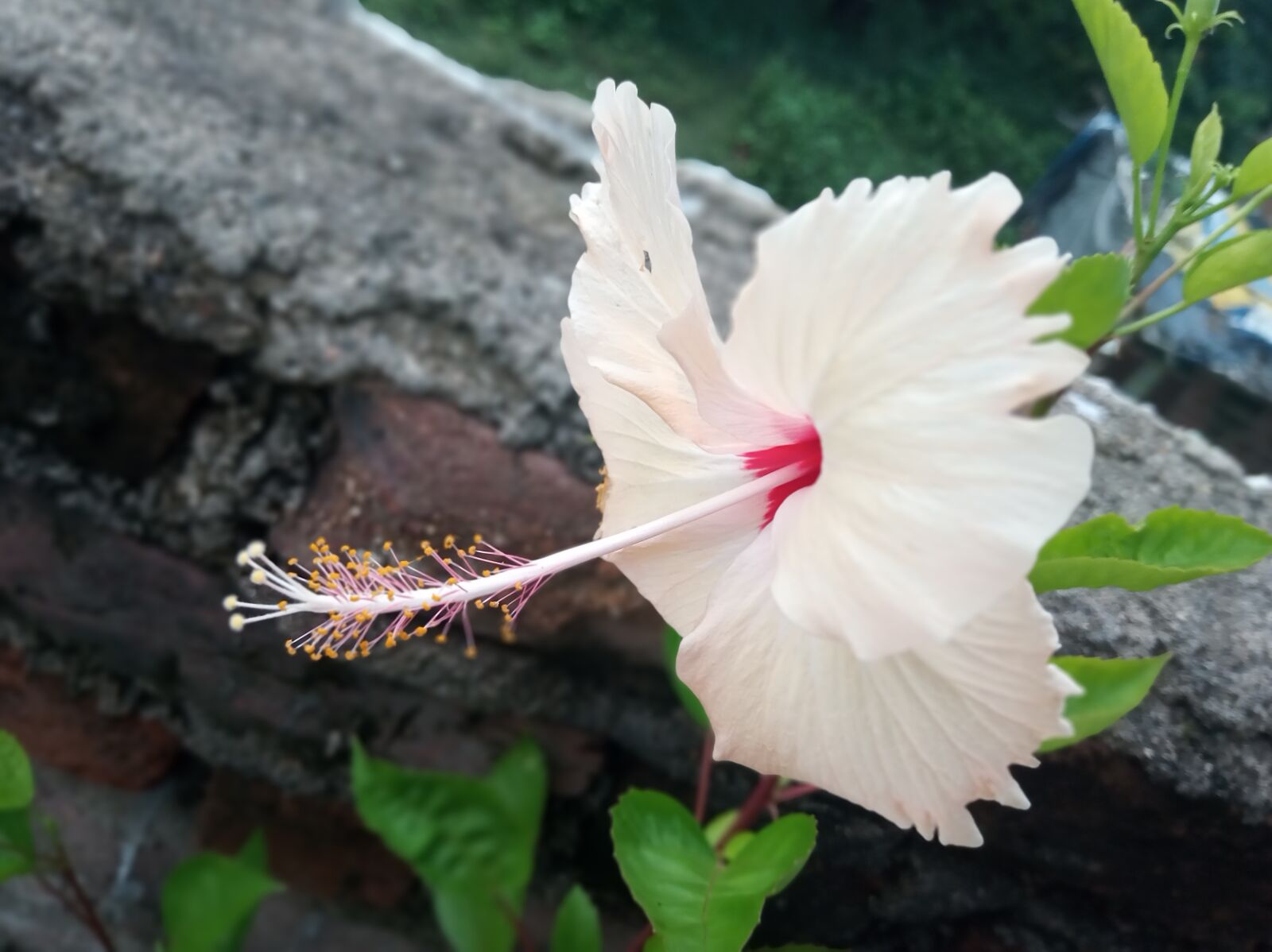 Xiaomi Redmi 6 sample photo. Nature, flower, hibiscus photography