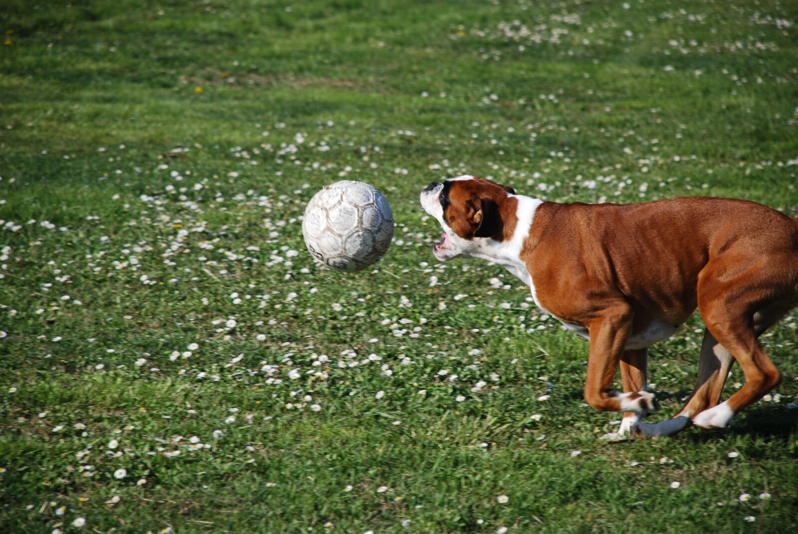 Nikon D40X sample photo. Boxer, dog, ball photography